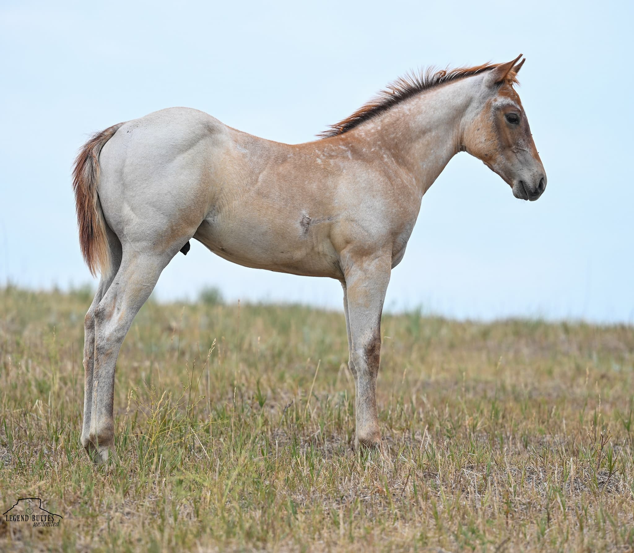 AQHA Pending - Image 10