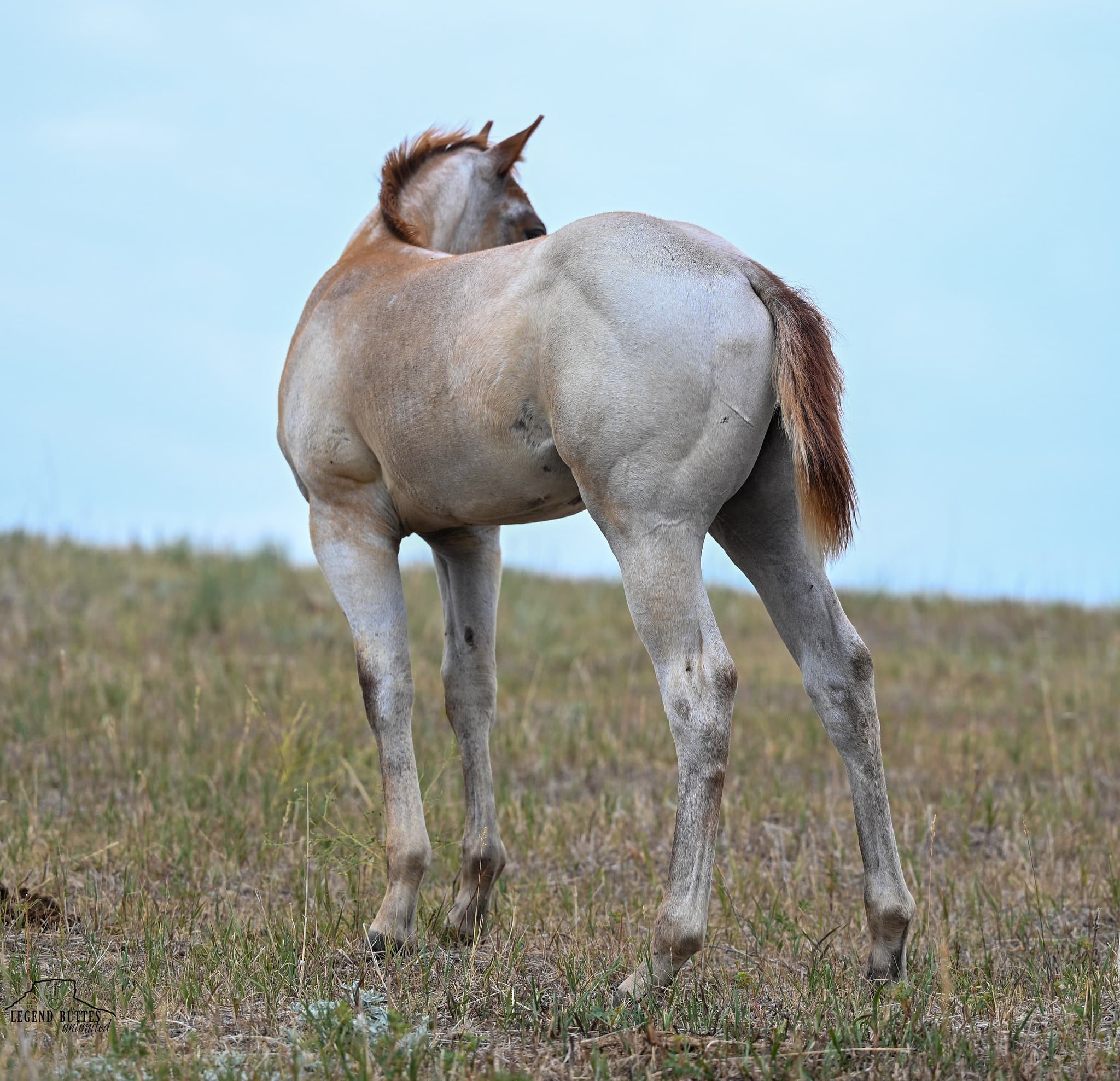 AQHA Pending - Image 11