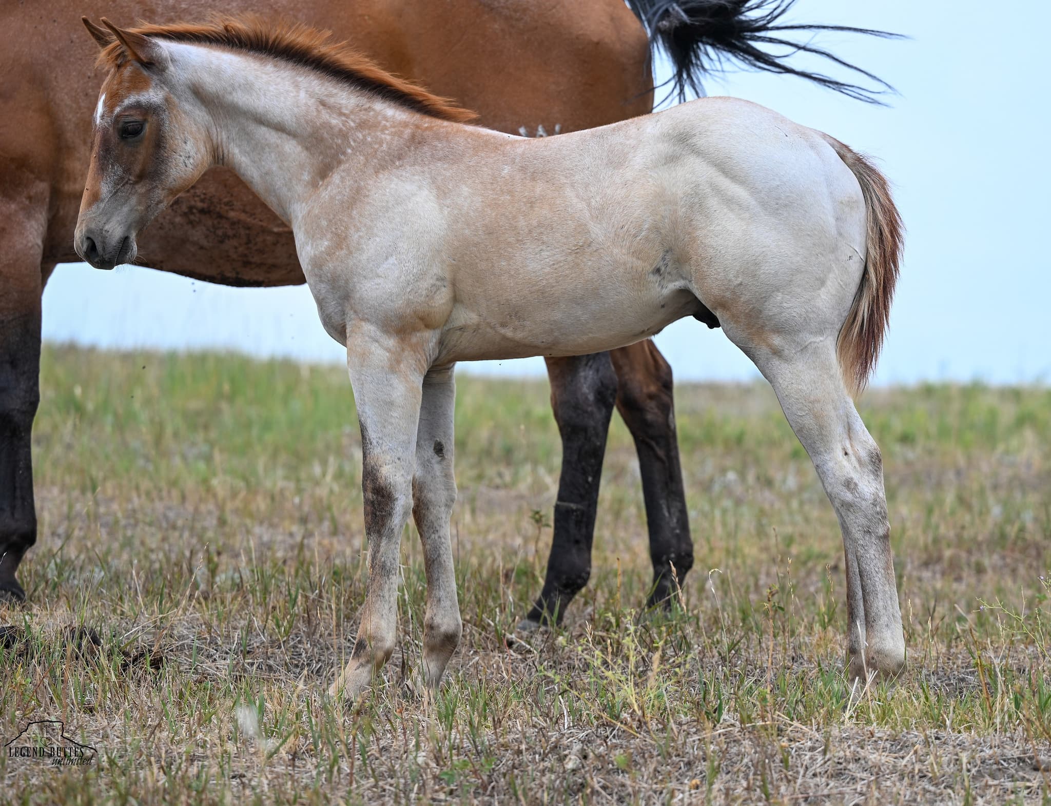 AQHA Pending - Image 1