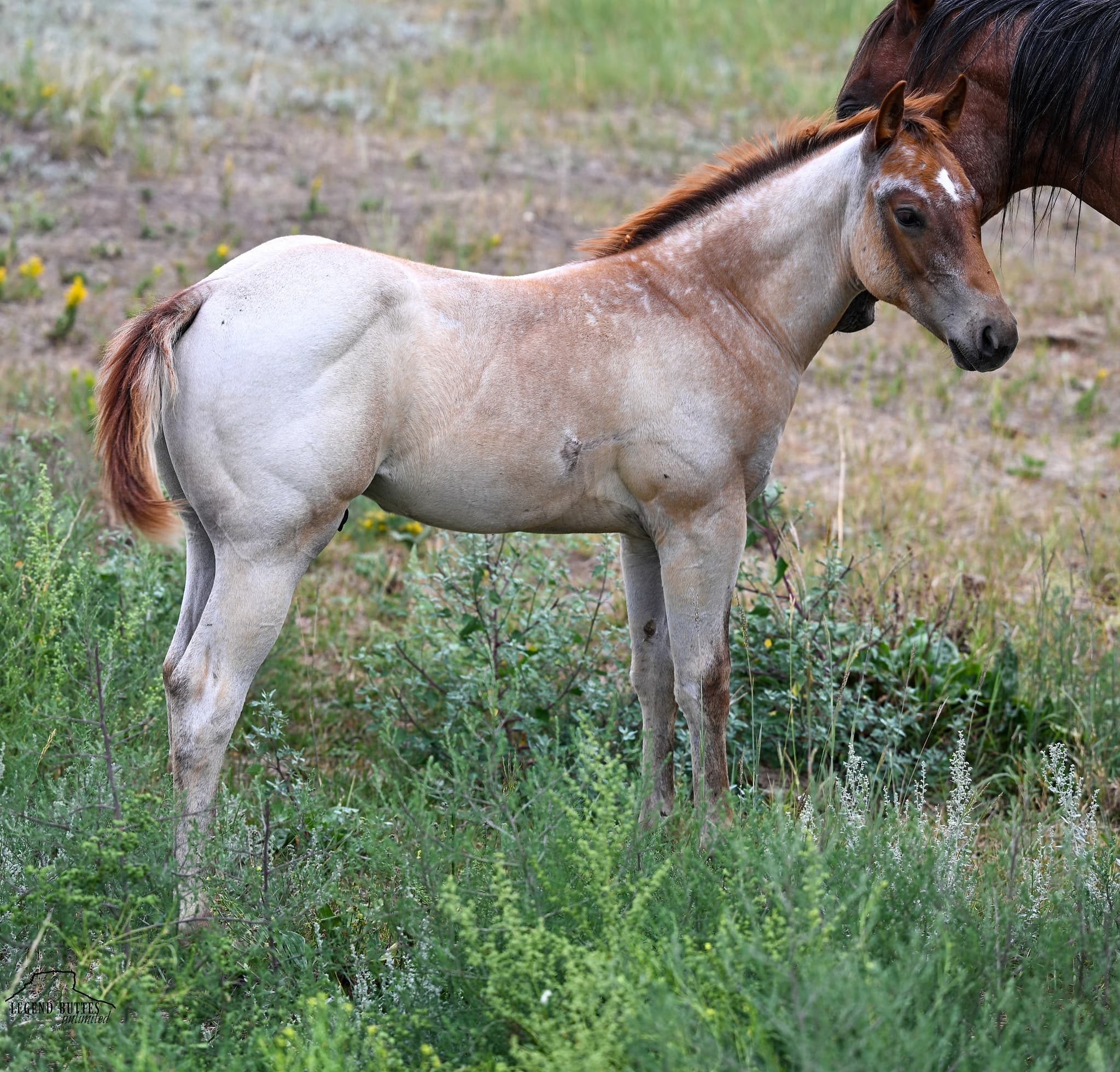 AQHA Pending - Image 5
