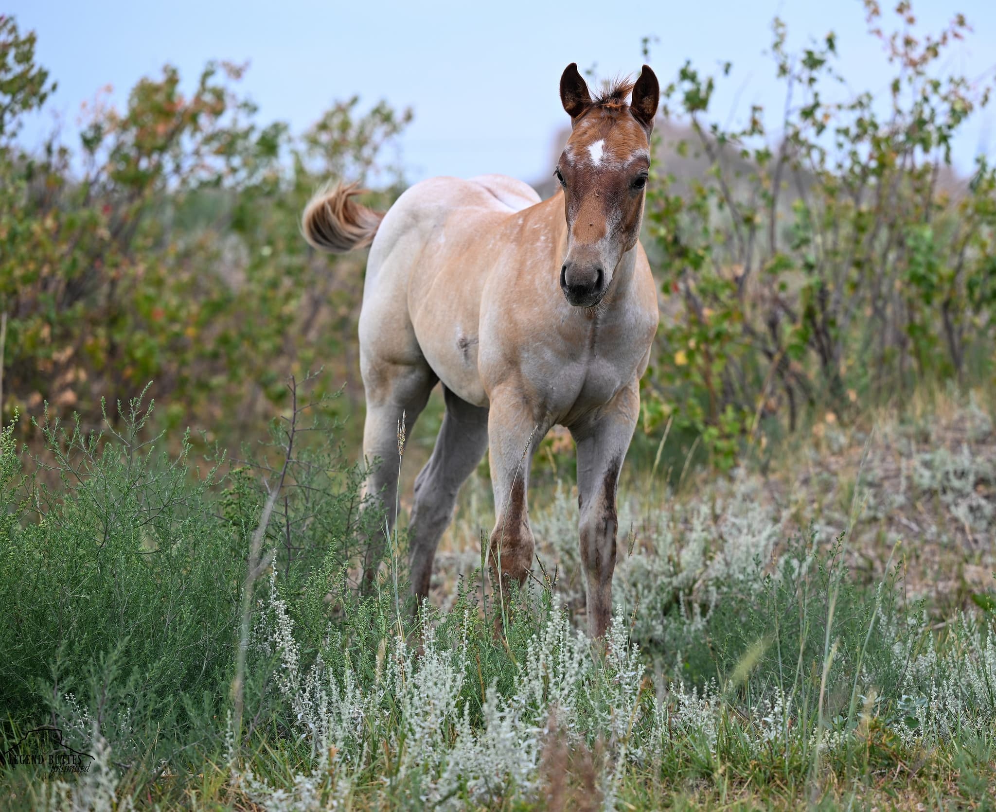 AQHA Pending - Image 2