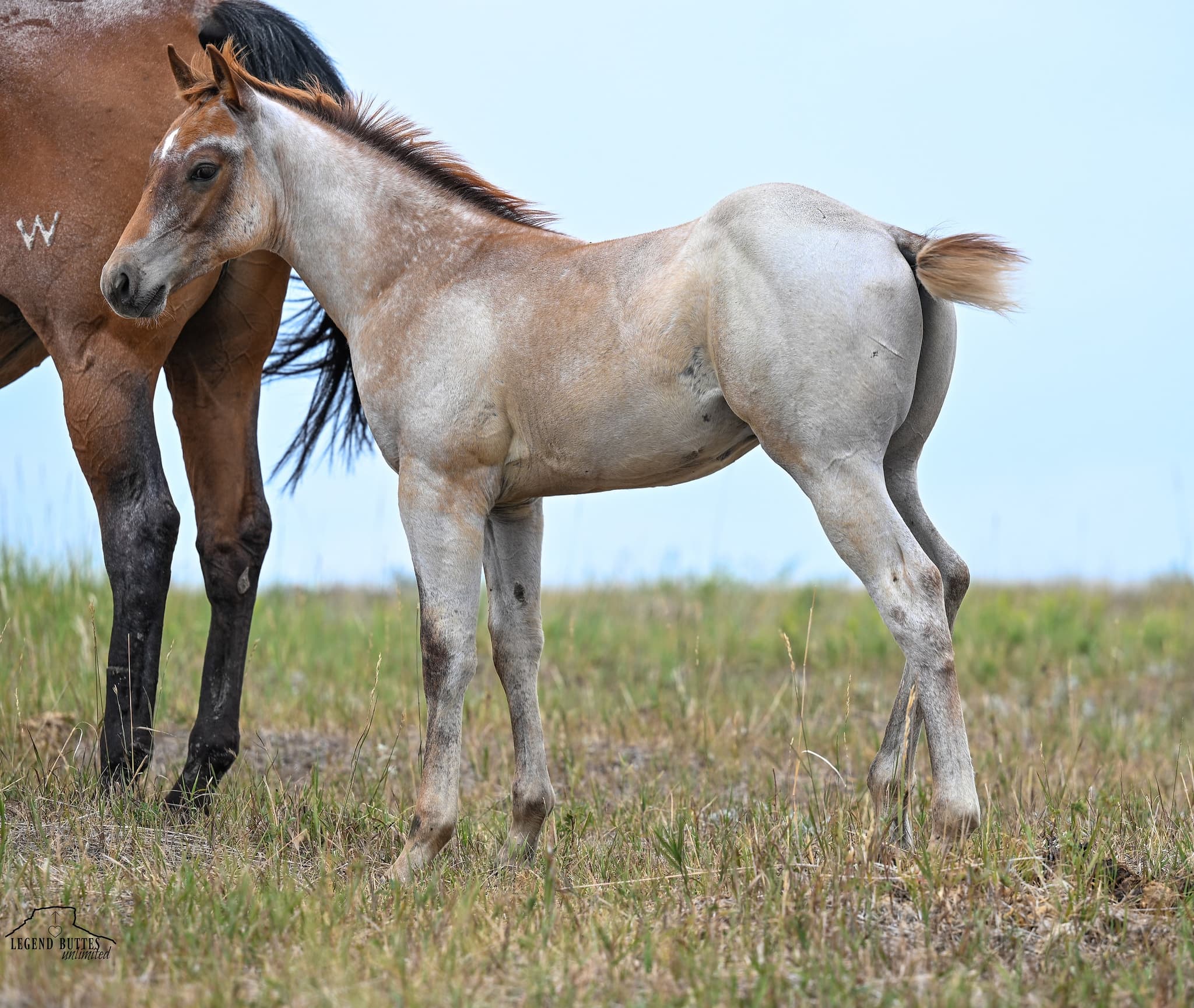 AQHA Pending - Image 8
