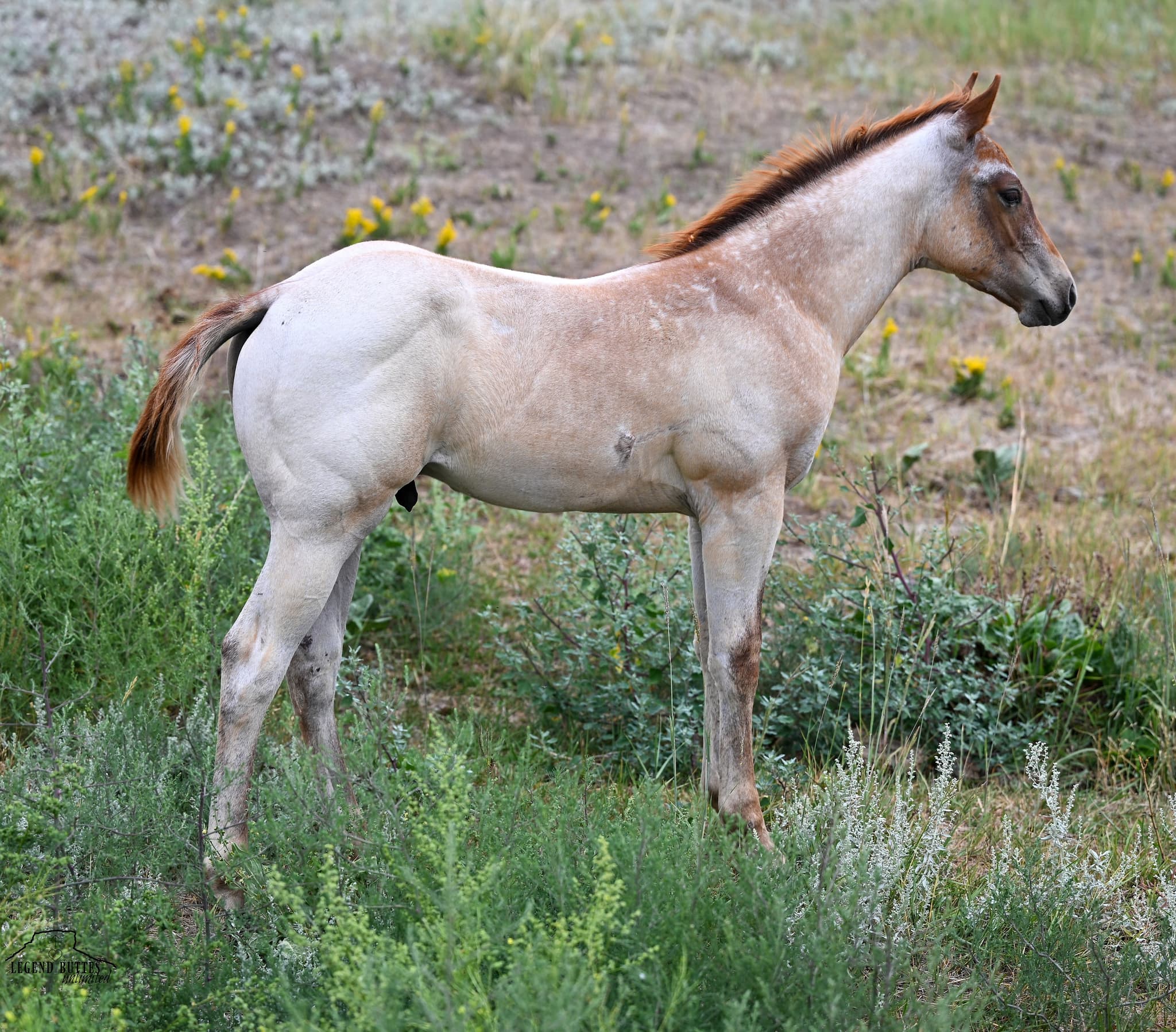AQHA Pending - Image 3