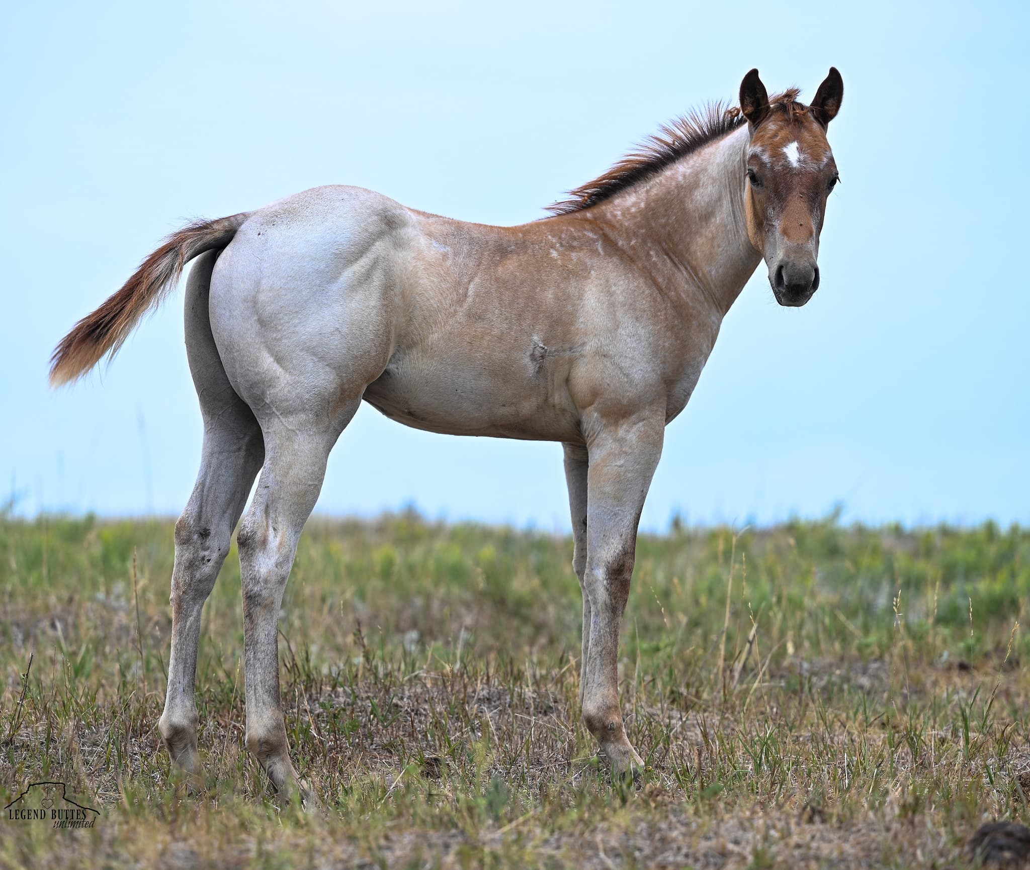 AQHA Pending - Image 7