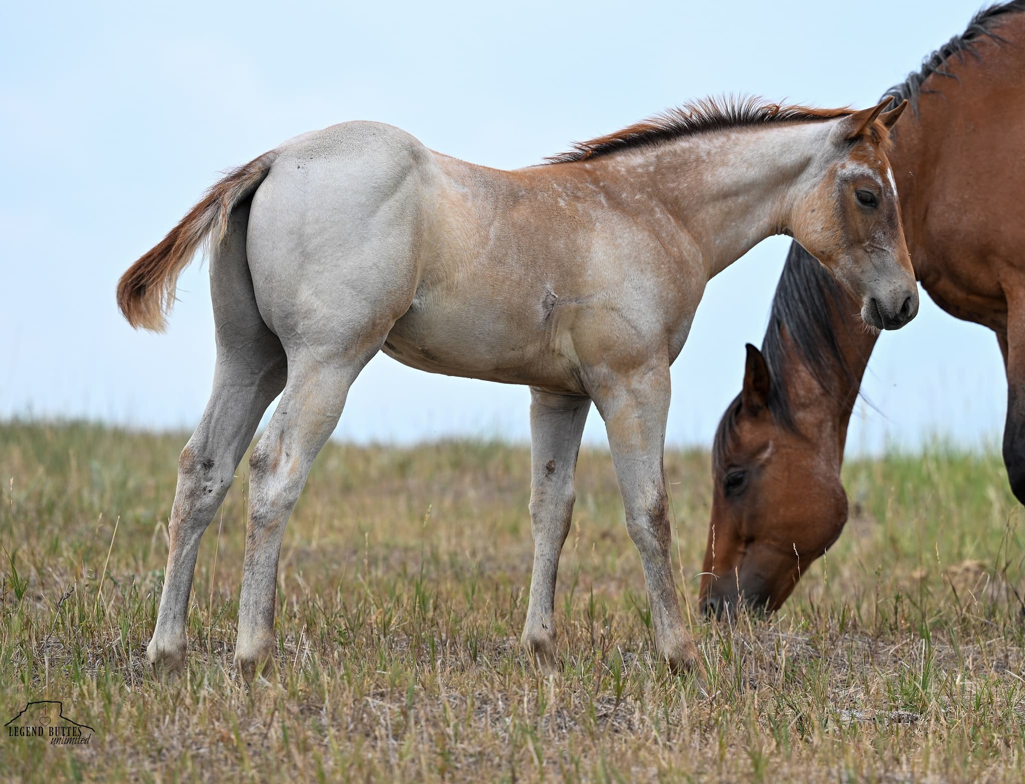 AQHA Pending - Image 9