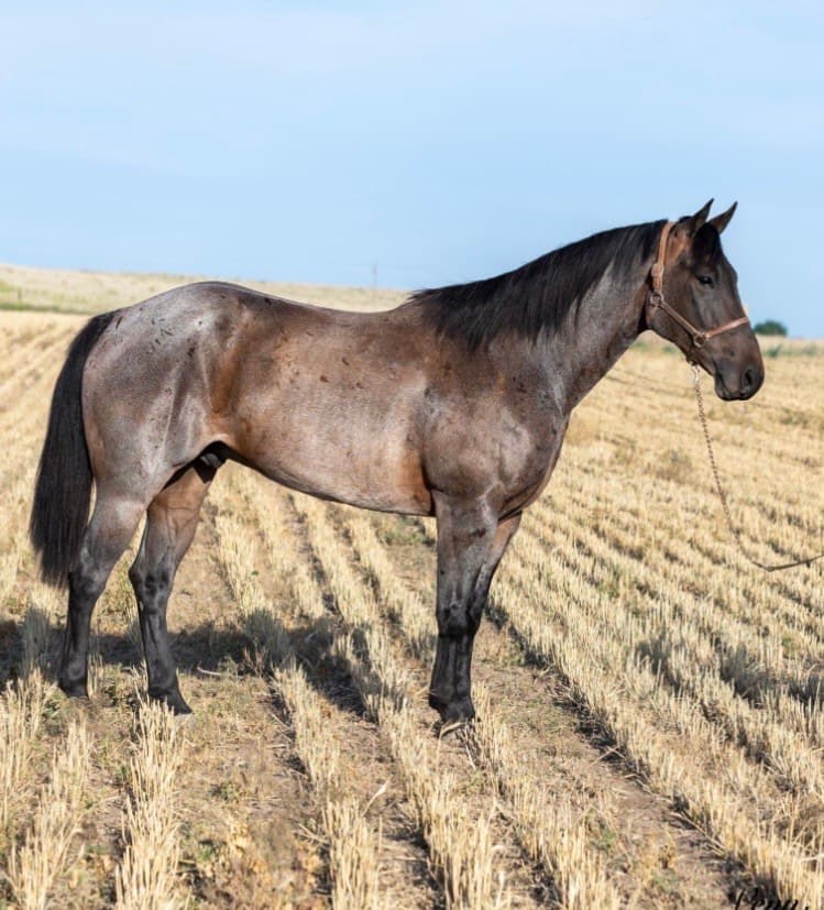 SMC HANDSOME VENTURE - Image 1