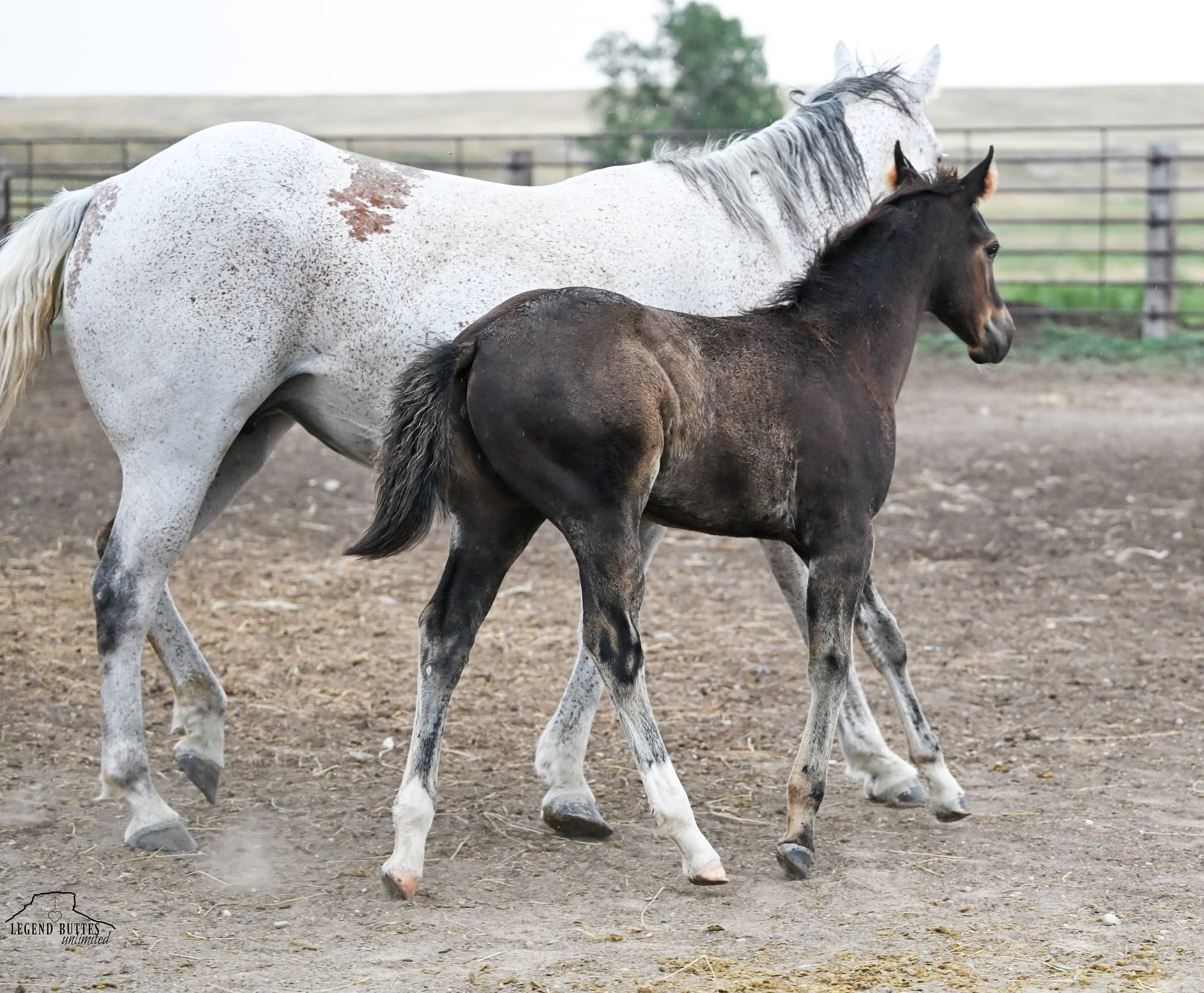 AQHA Pending - Image 2