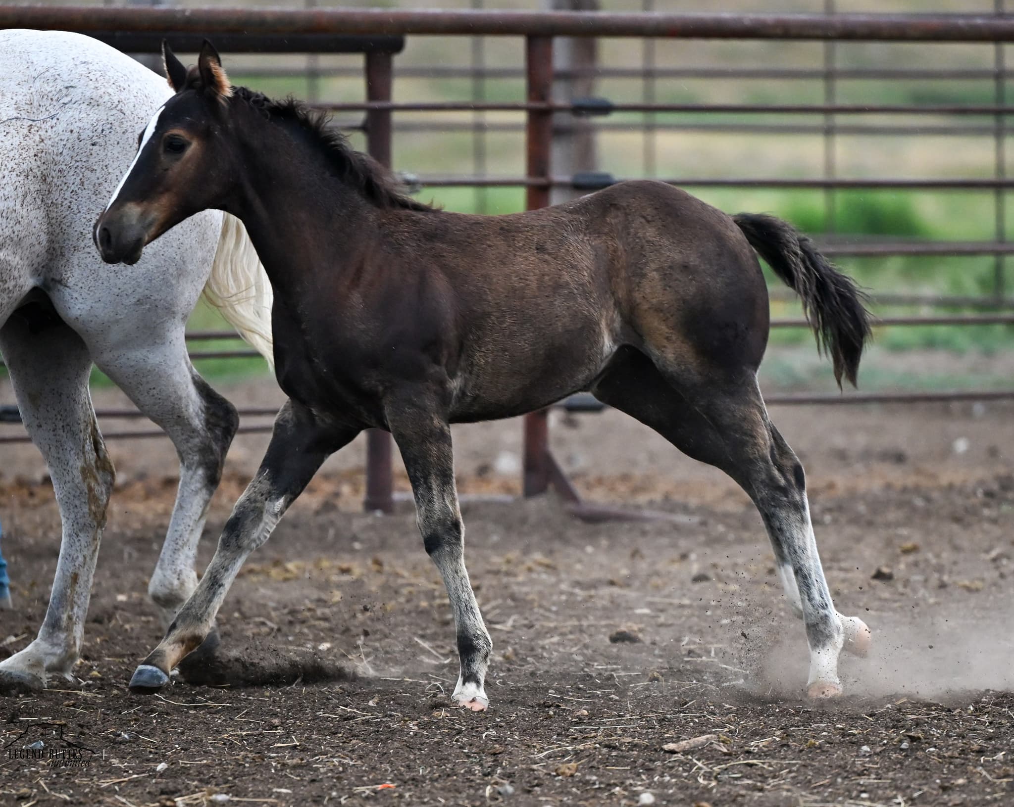 AQHA Pending - Image 3