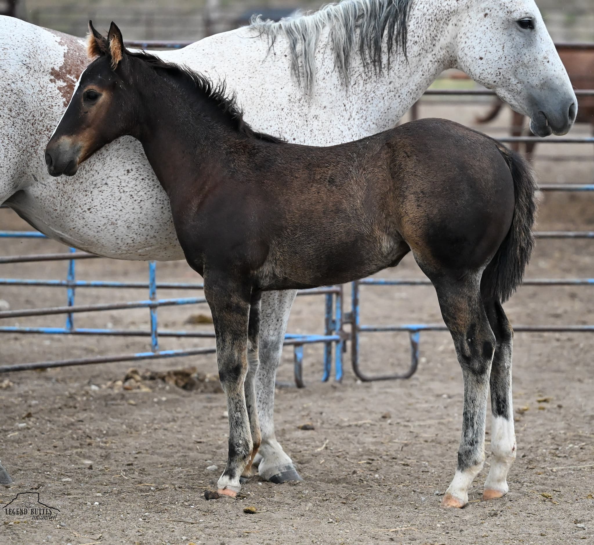 AQHA Pending - Image 1