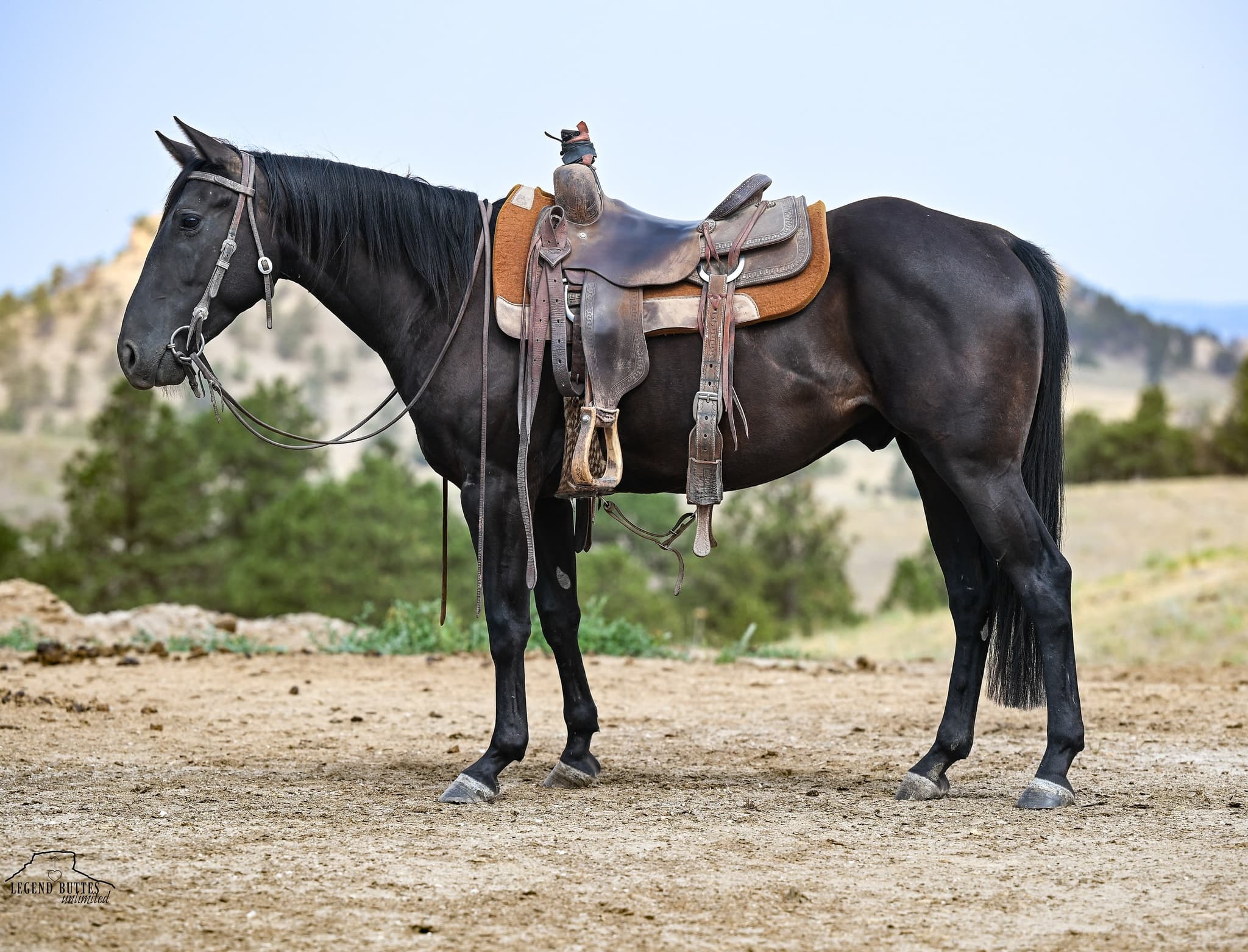 DIAMOND J ZORRO - Image 1