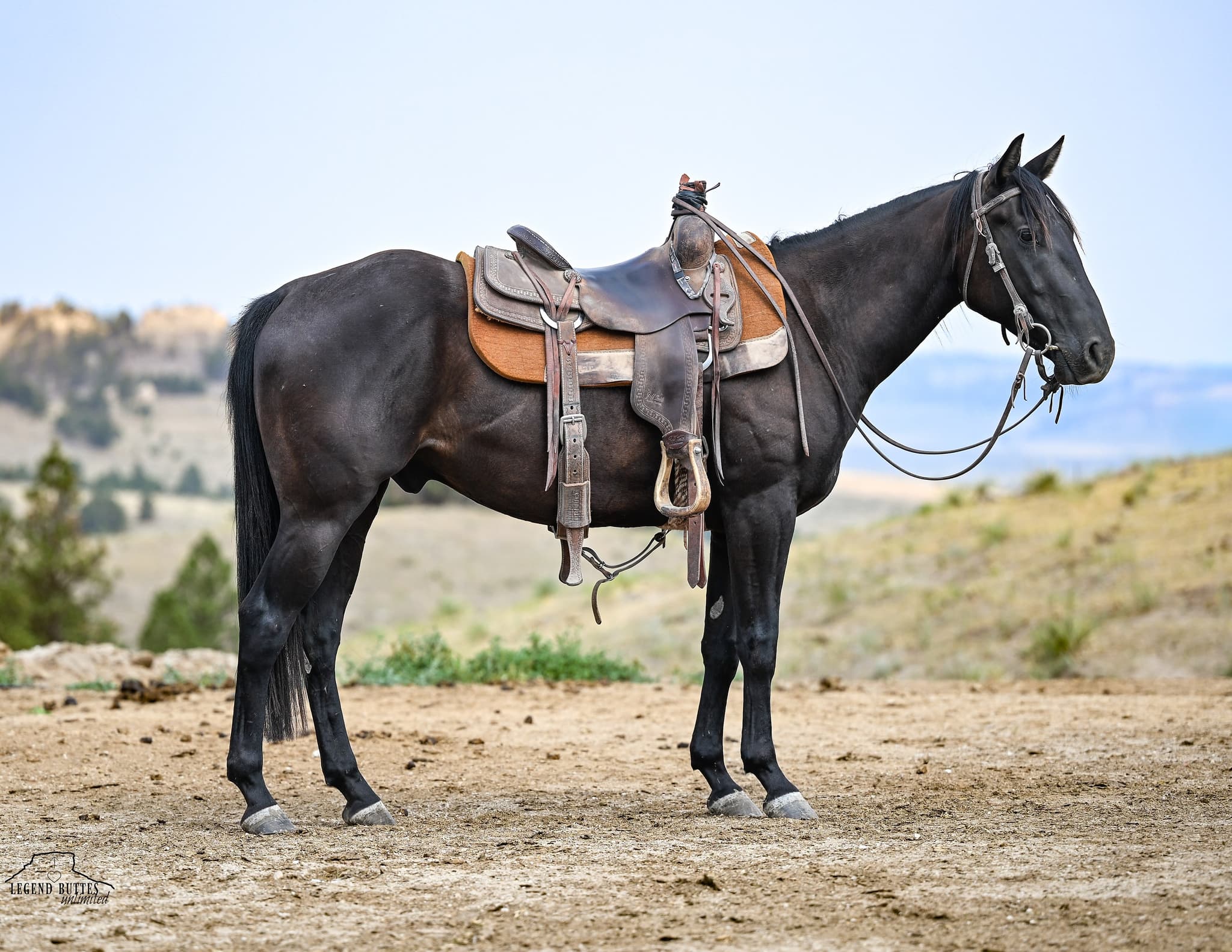 DIAMOND J ZORRO - Image 9