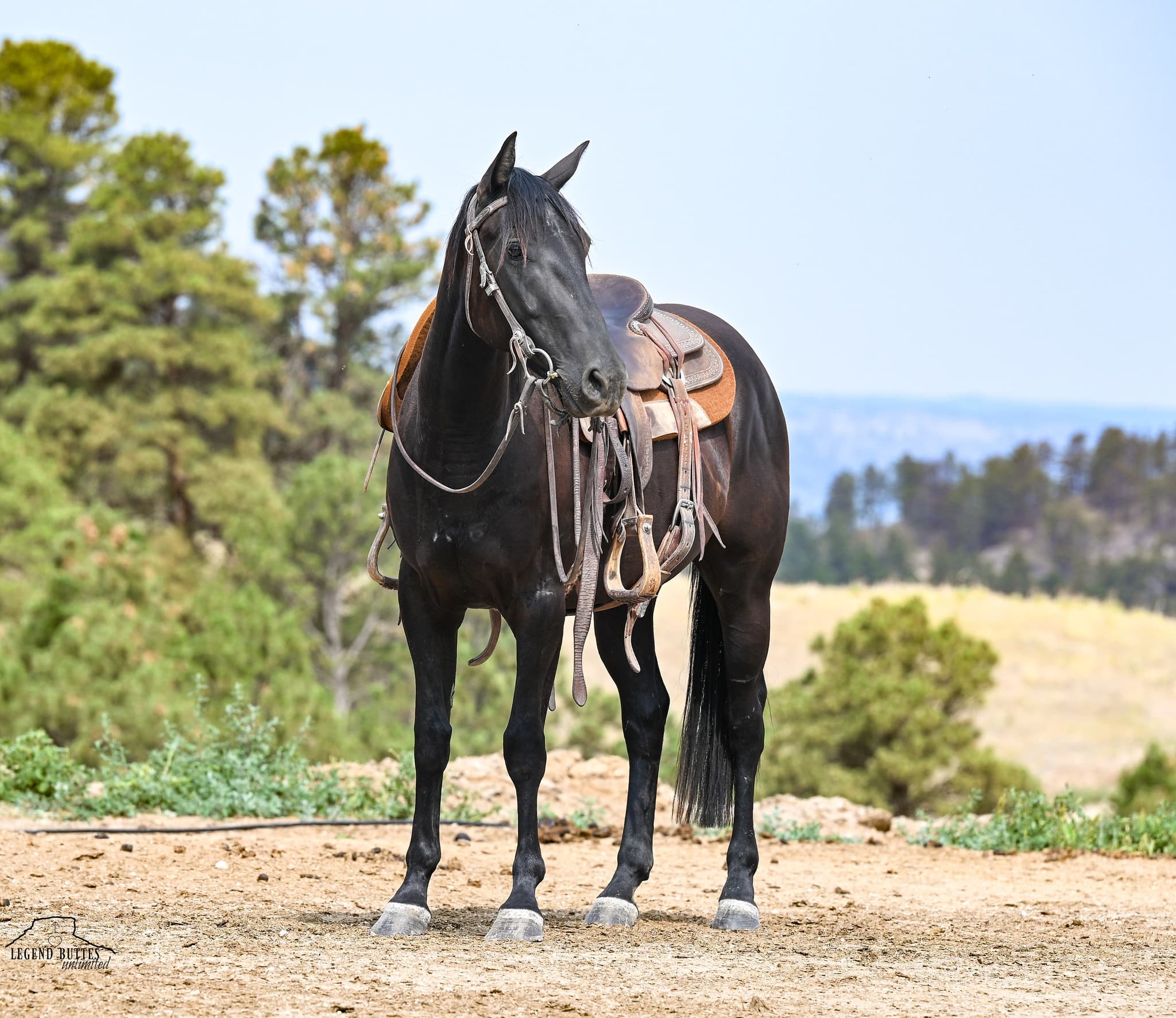DIAMOND J ZORRO - Image 10