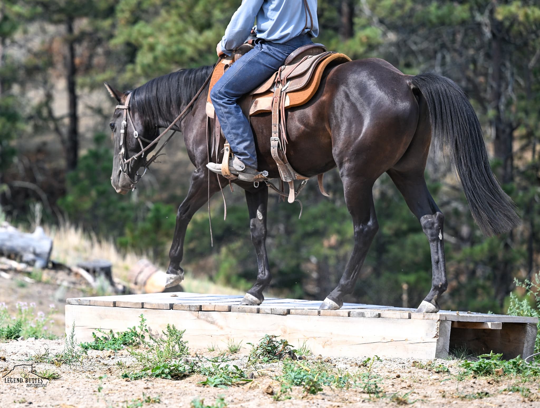 DIAMOND J ZORRO - Image 5