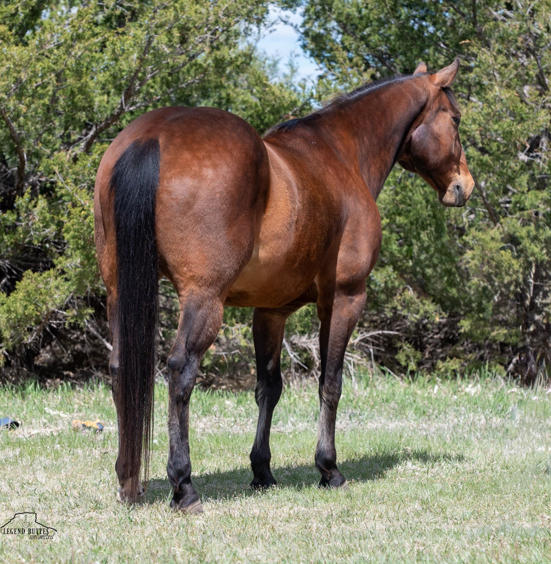 OBRYANS BIG TIMBER - Image 8