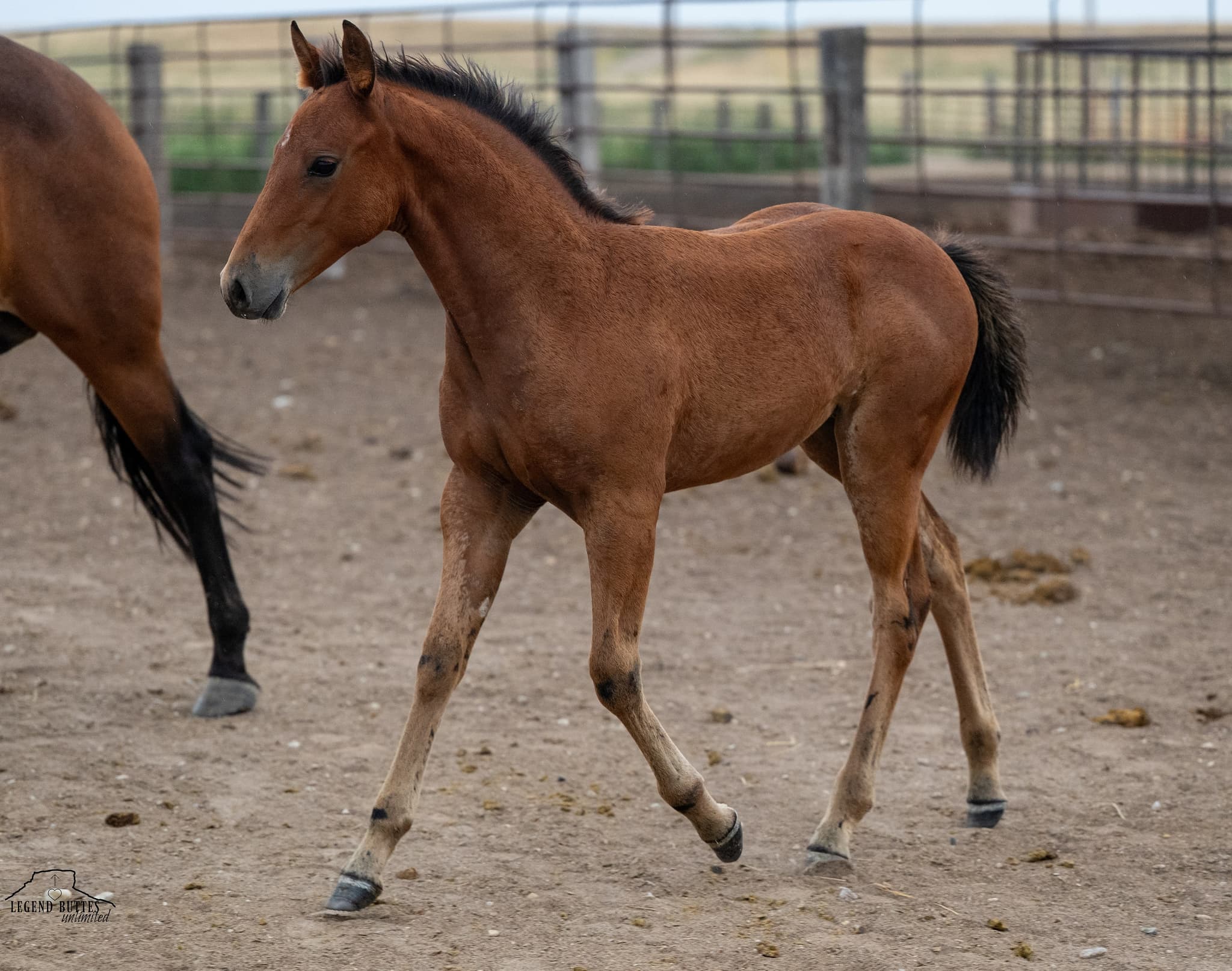 AQHA Pending - Image 6