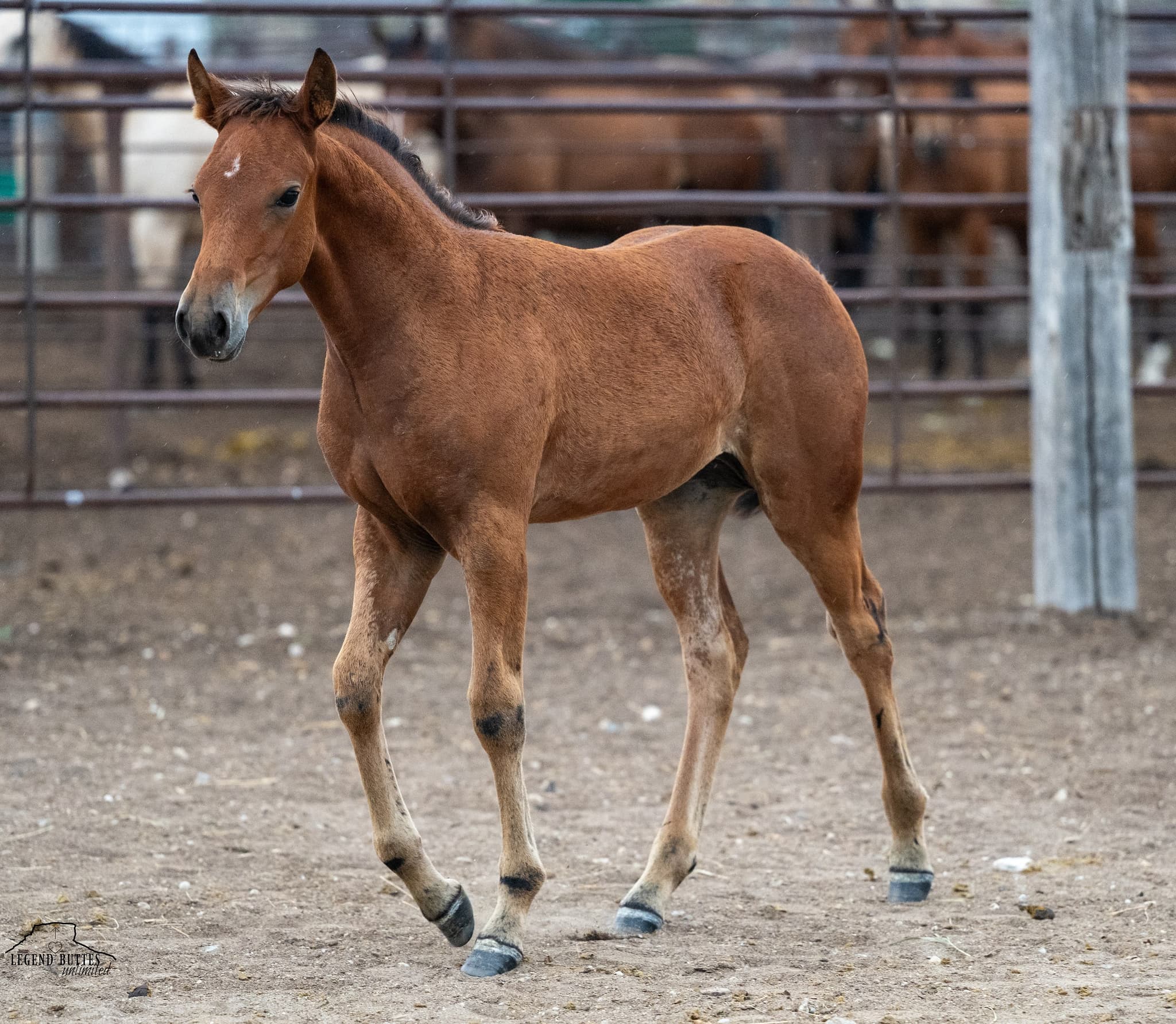 AQHA Pending - Image 5
