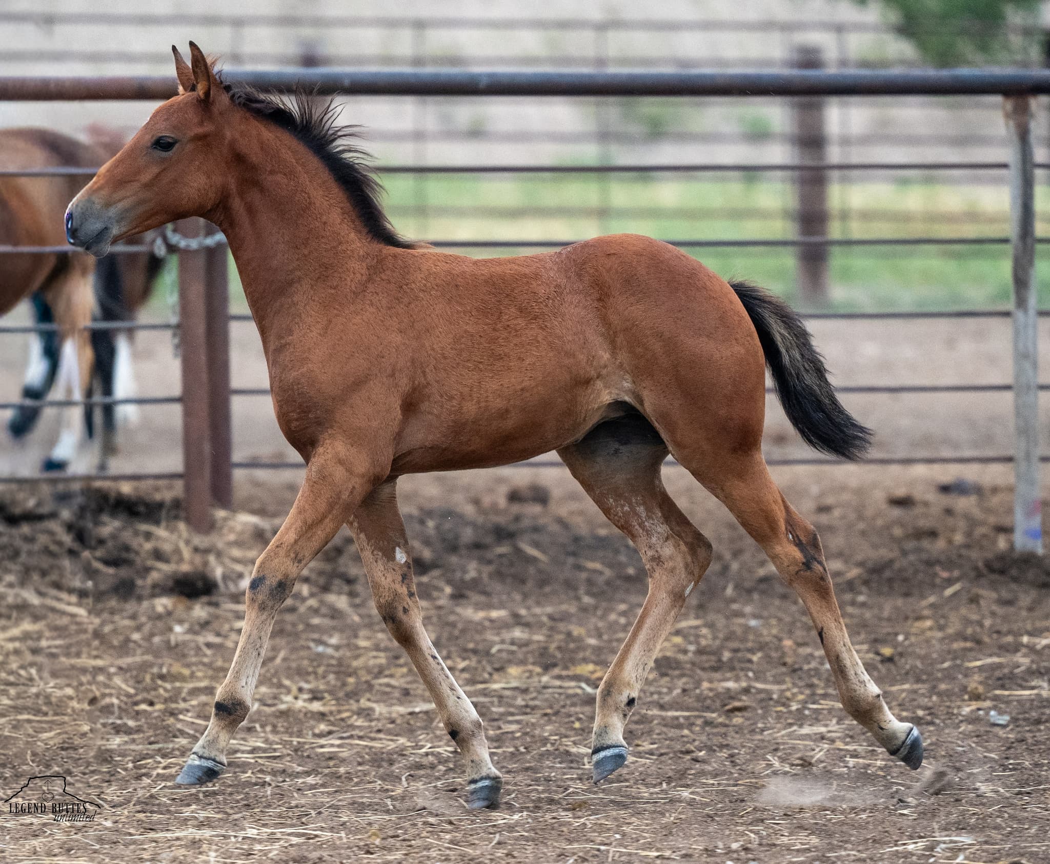 AQHA Pending - Image 7