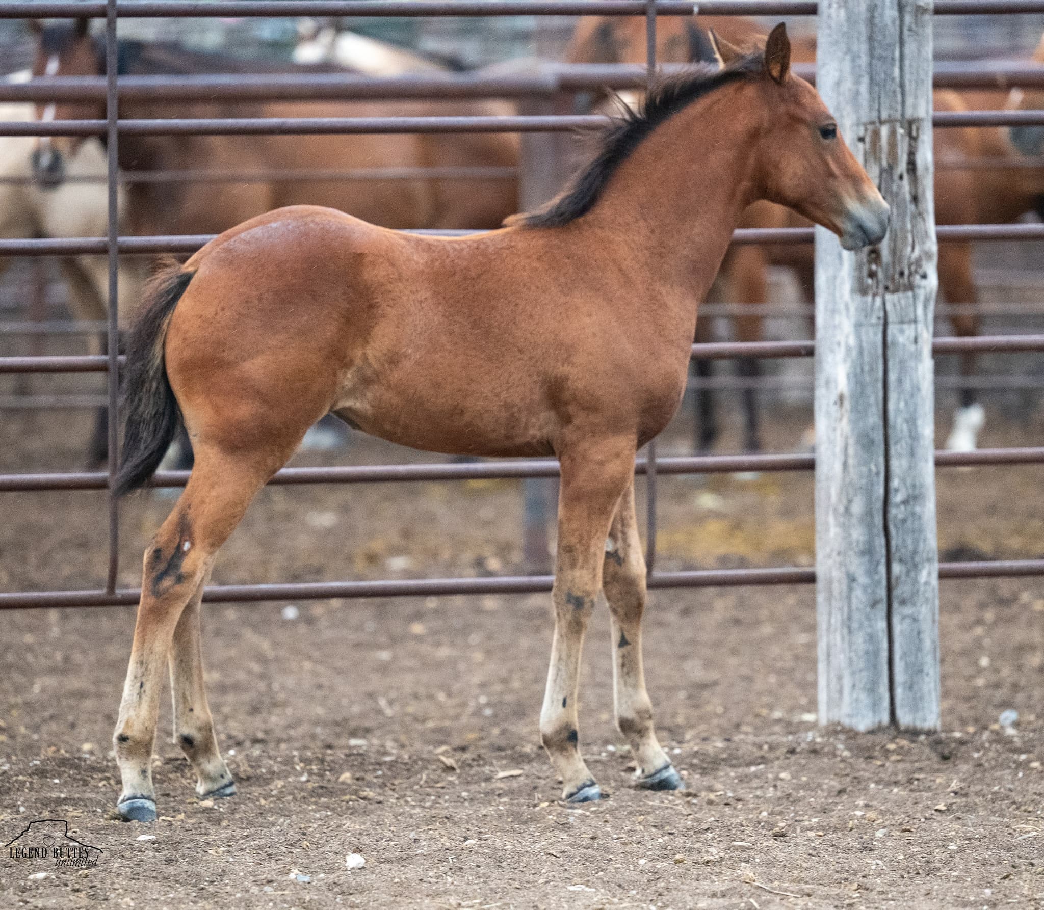 AQHA Pending - Image 4