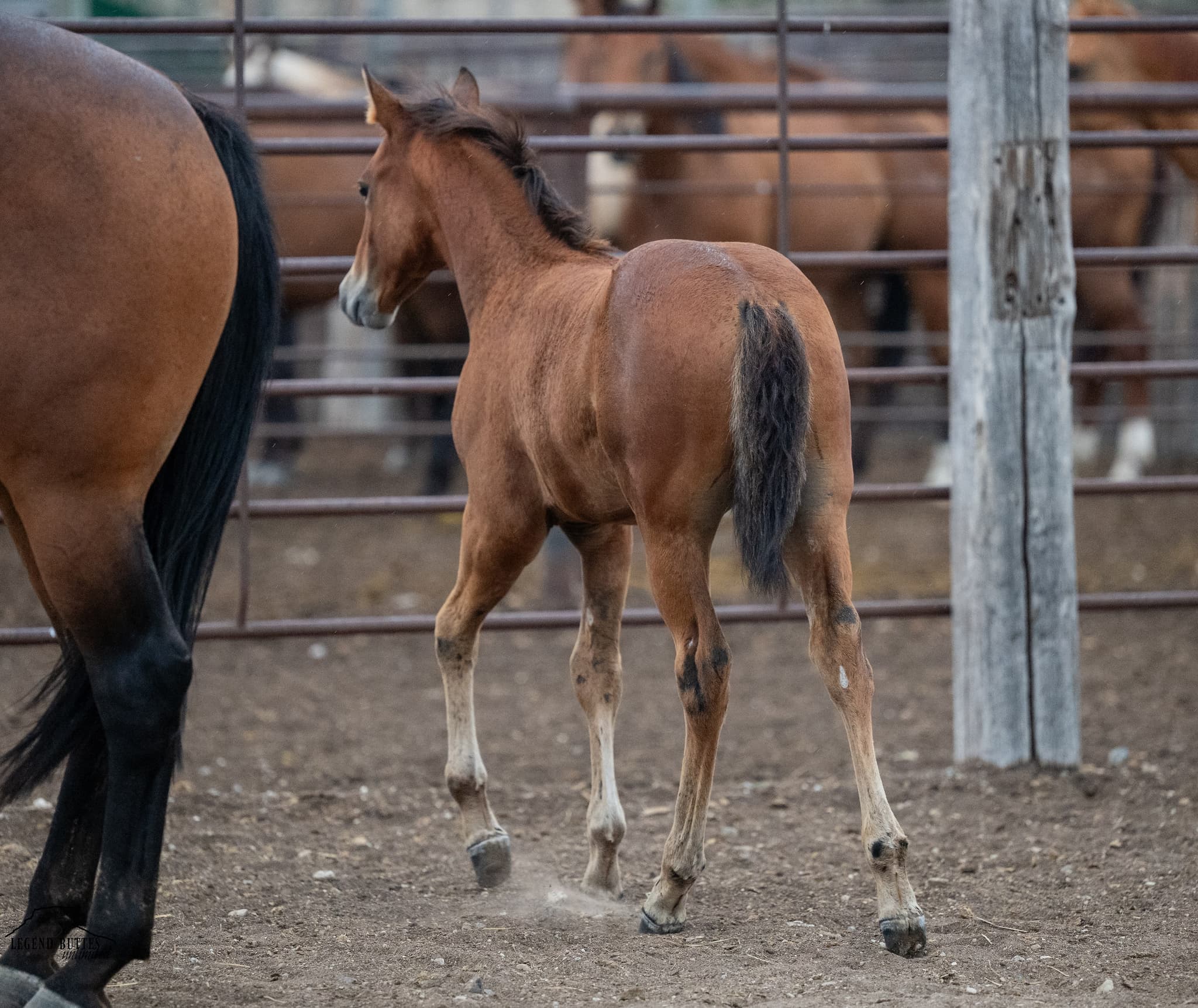 AQHA Pending - Image 3