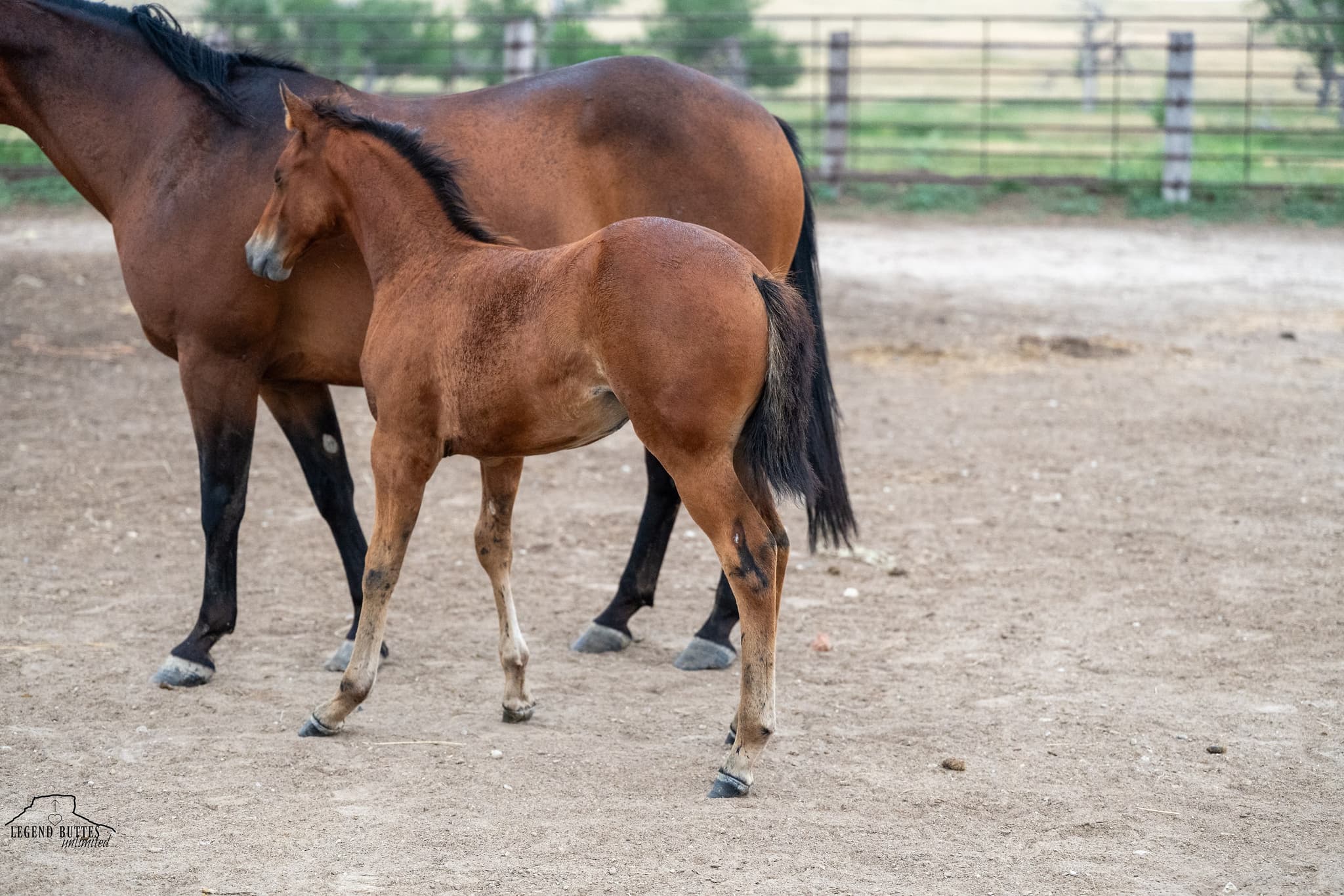 AQHA Pending - Image 2