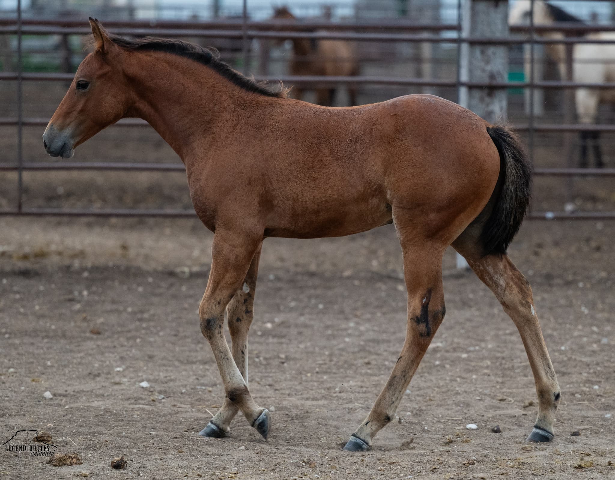 AQHA Pending - Image 1