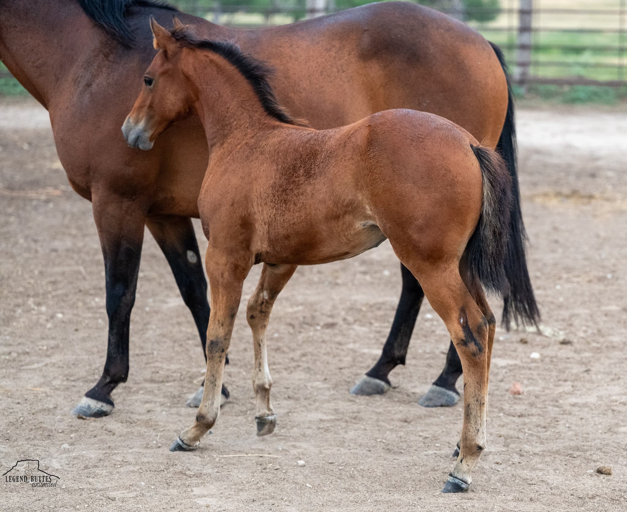 AQHA Pending - Image 8
