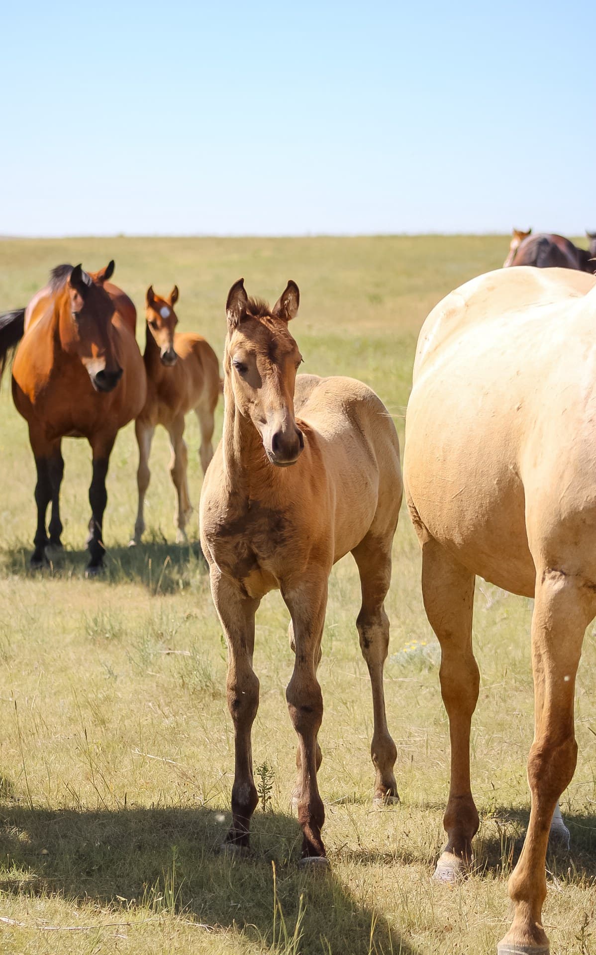 AQHA Pending - Image 1