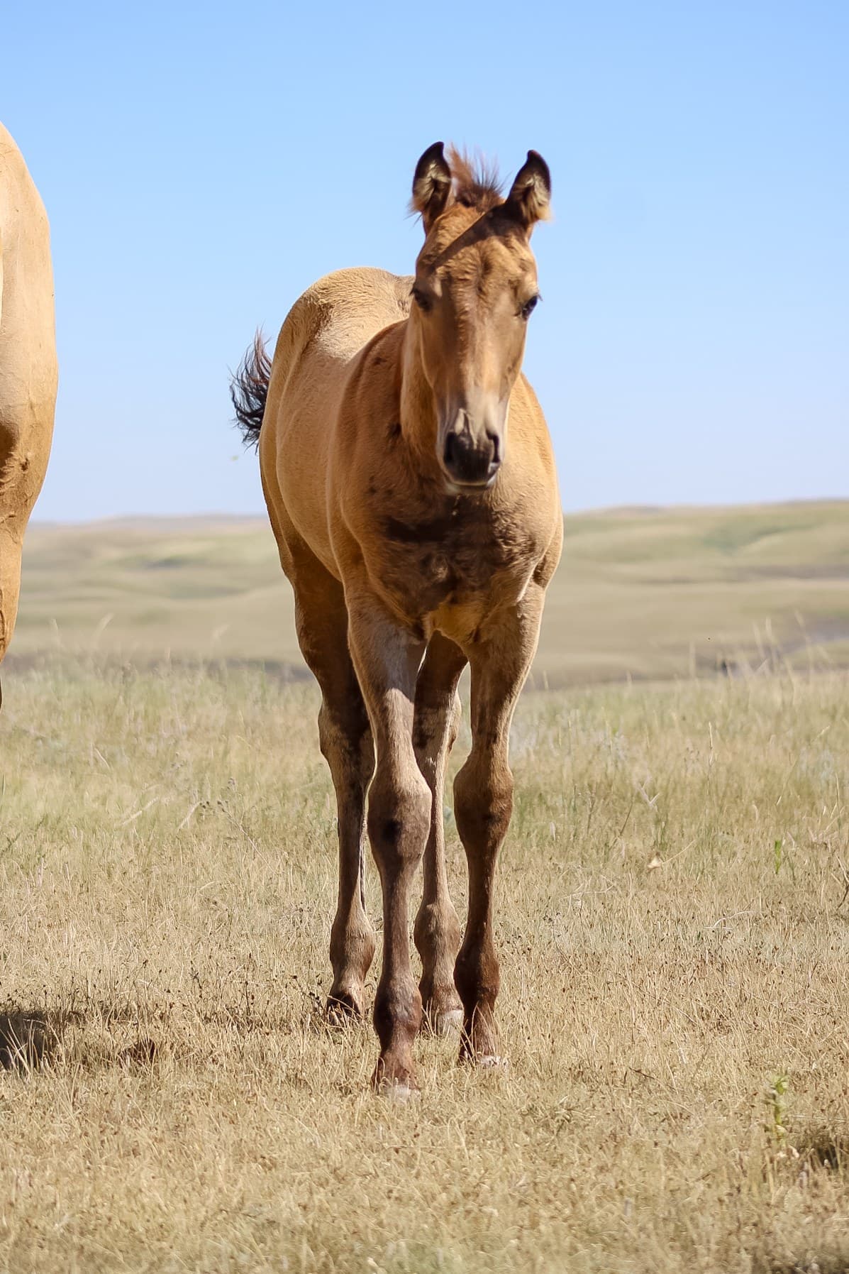 AQHA Pending - Image 2