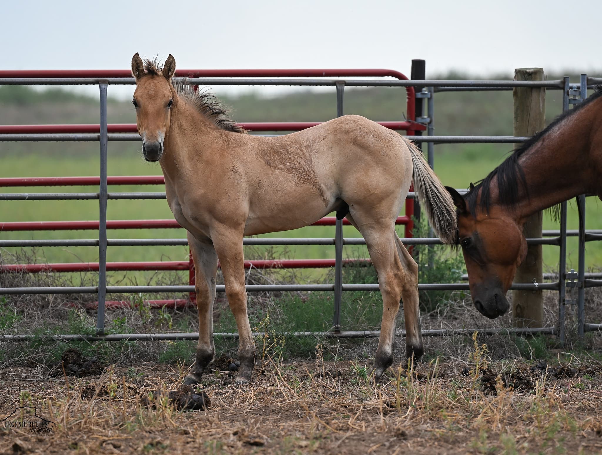 AQHA Pending - Image 1