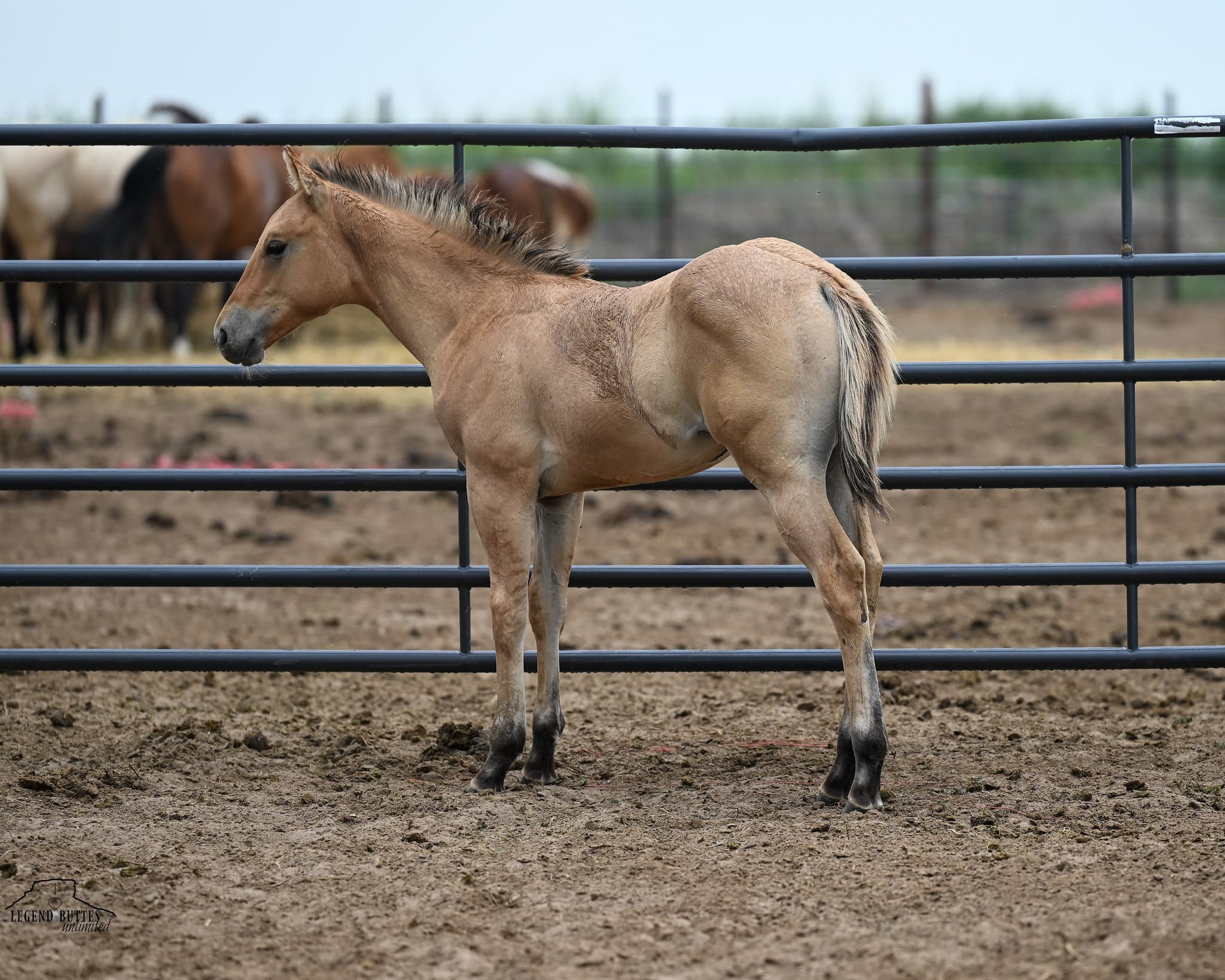 AQHA Pending - Image 2