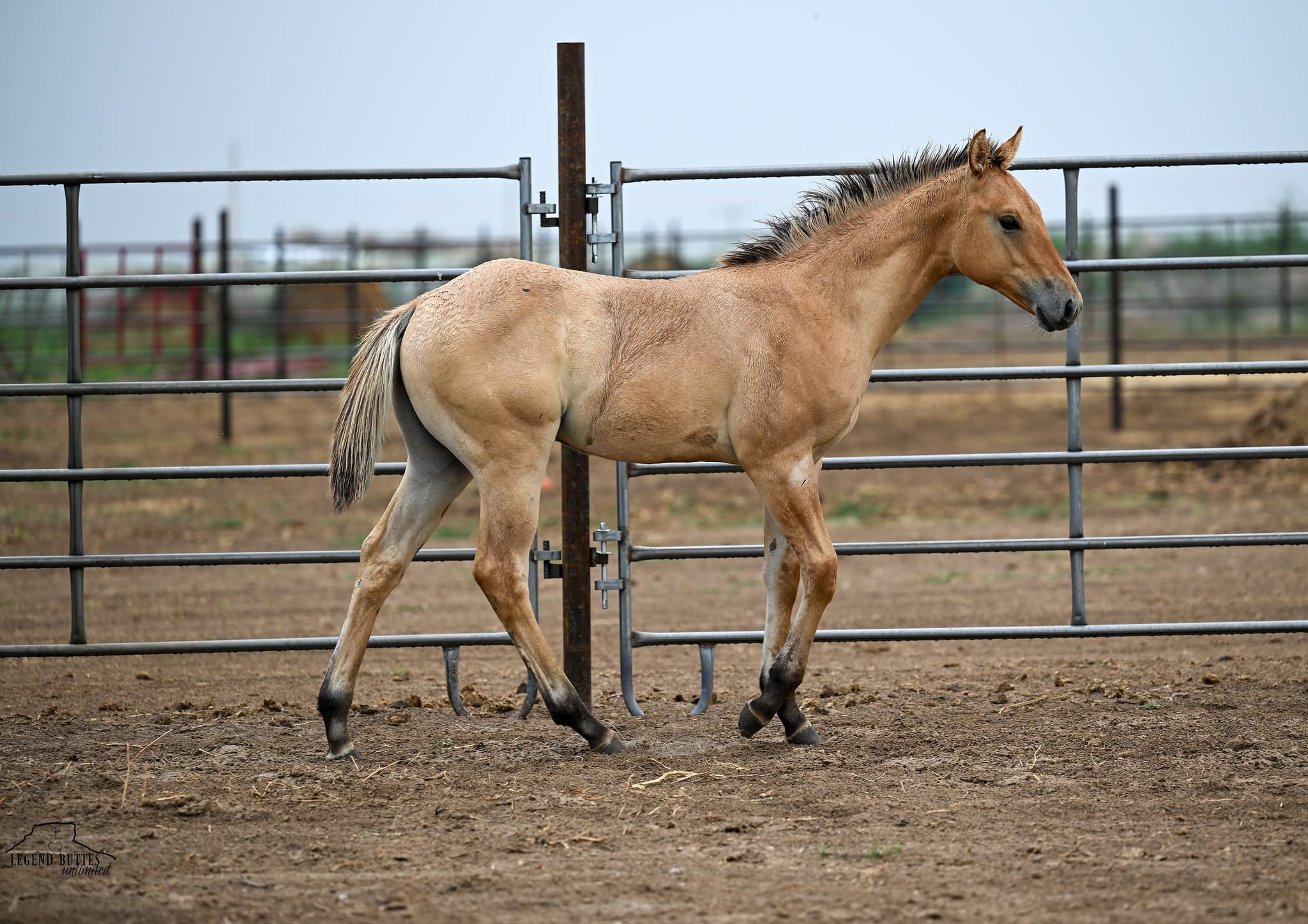 AQHA Pending - Image 6