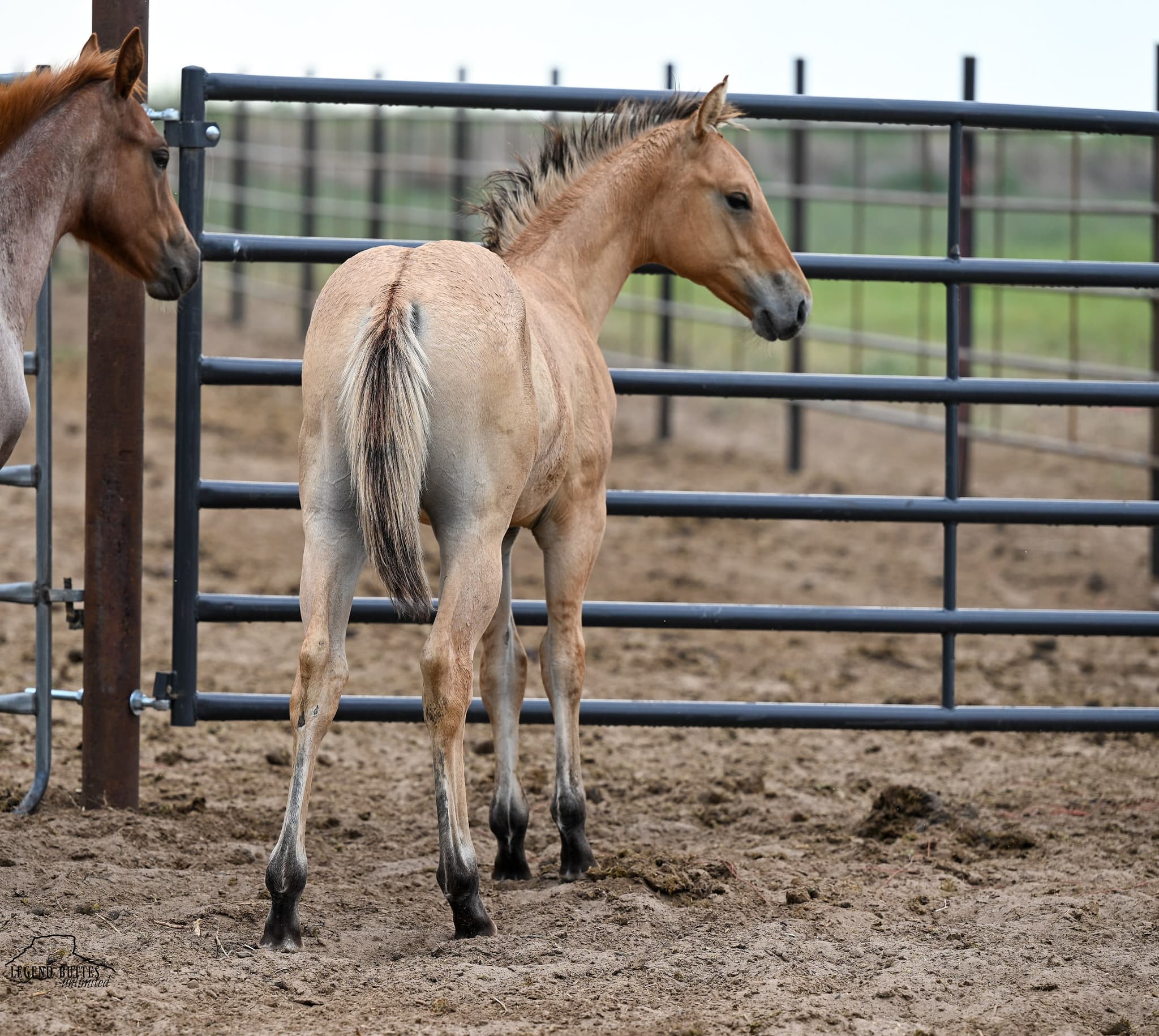 AQHA Pending - Image 5