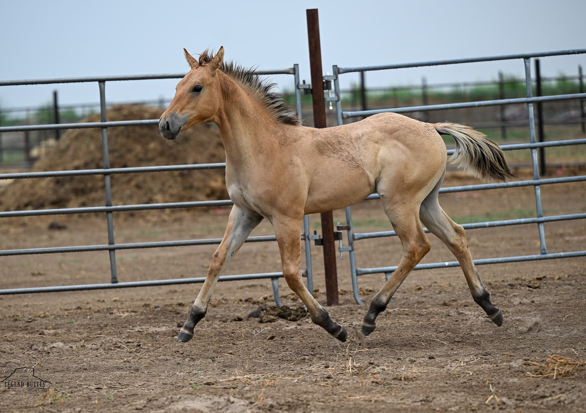 AQHA Pending - Image 7