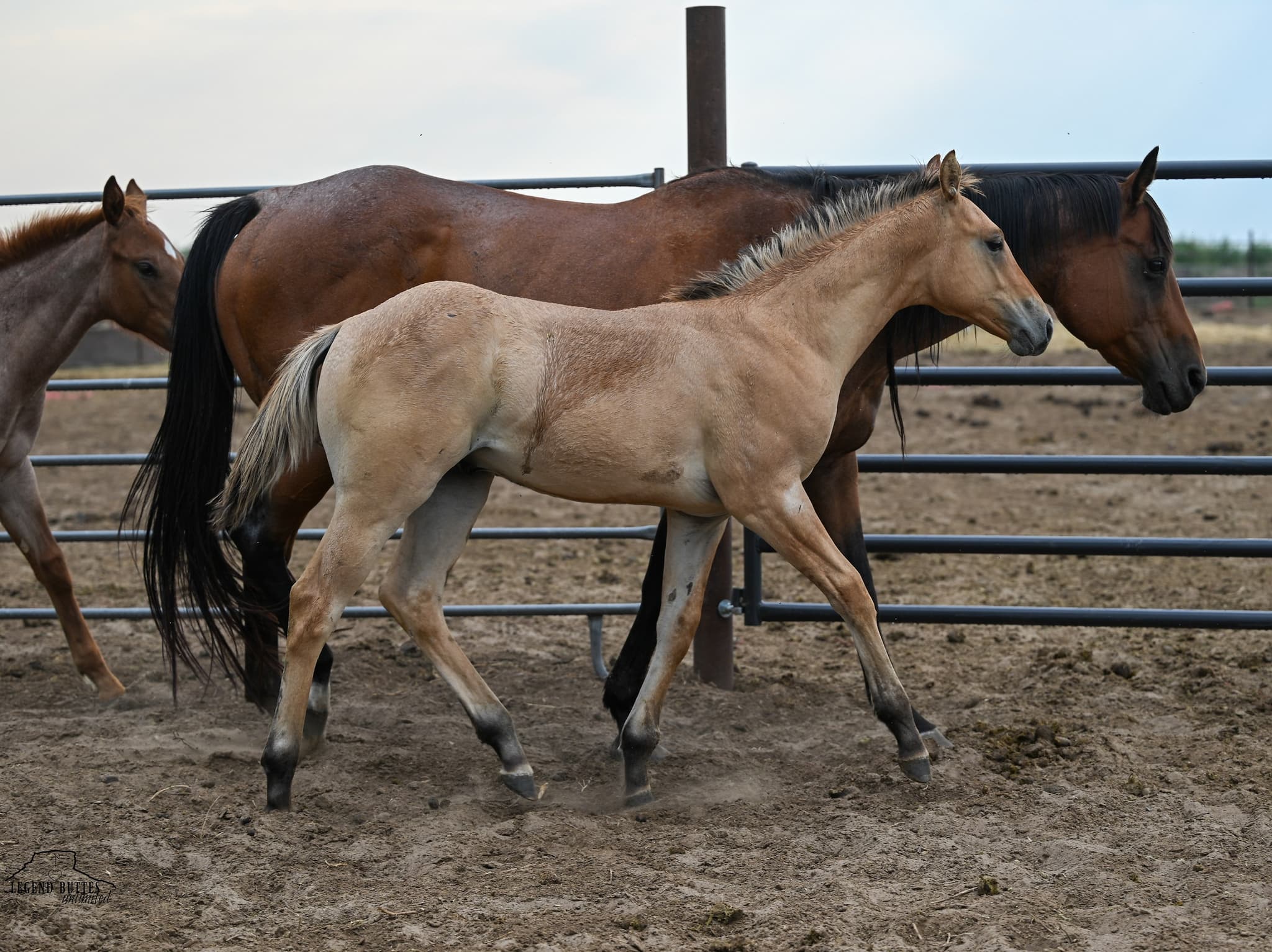 AQHA Pending - Image 3