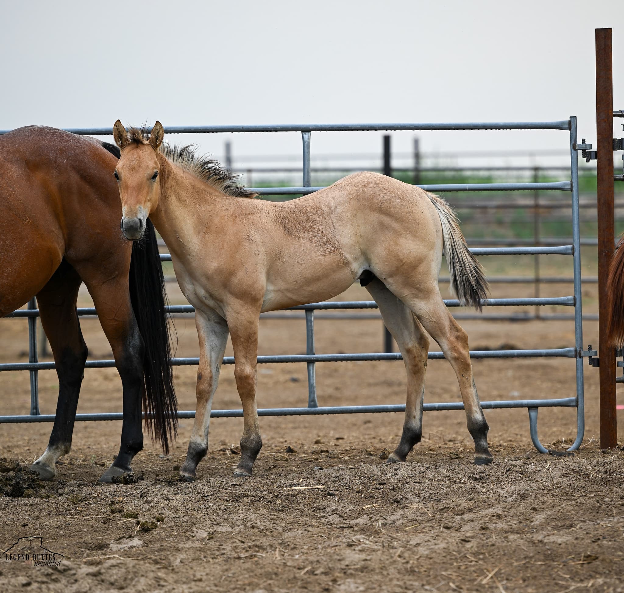 AQHA Pending - Image 8