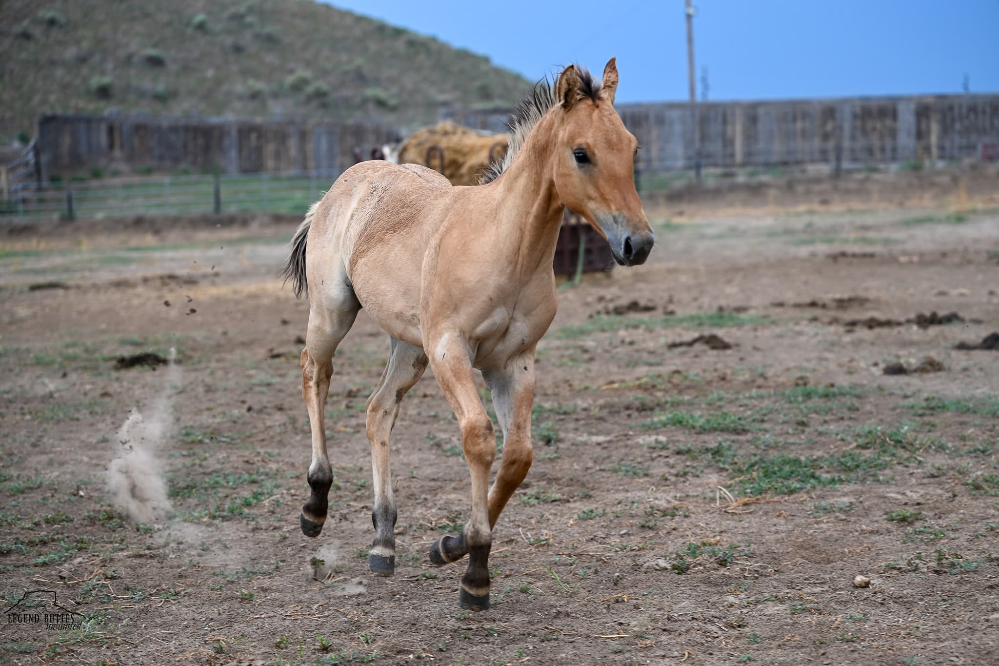 AQHA Pending - Image 4