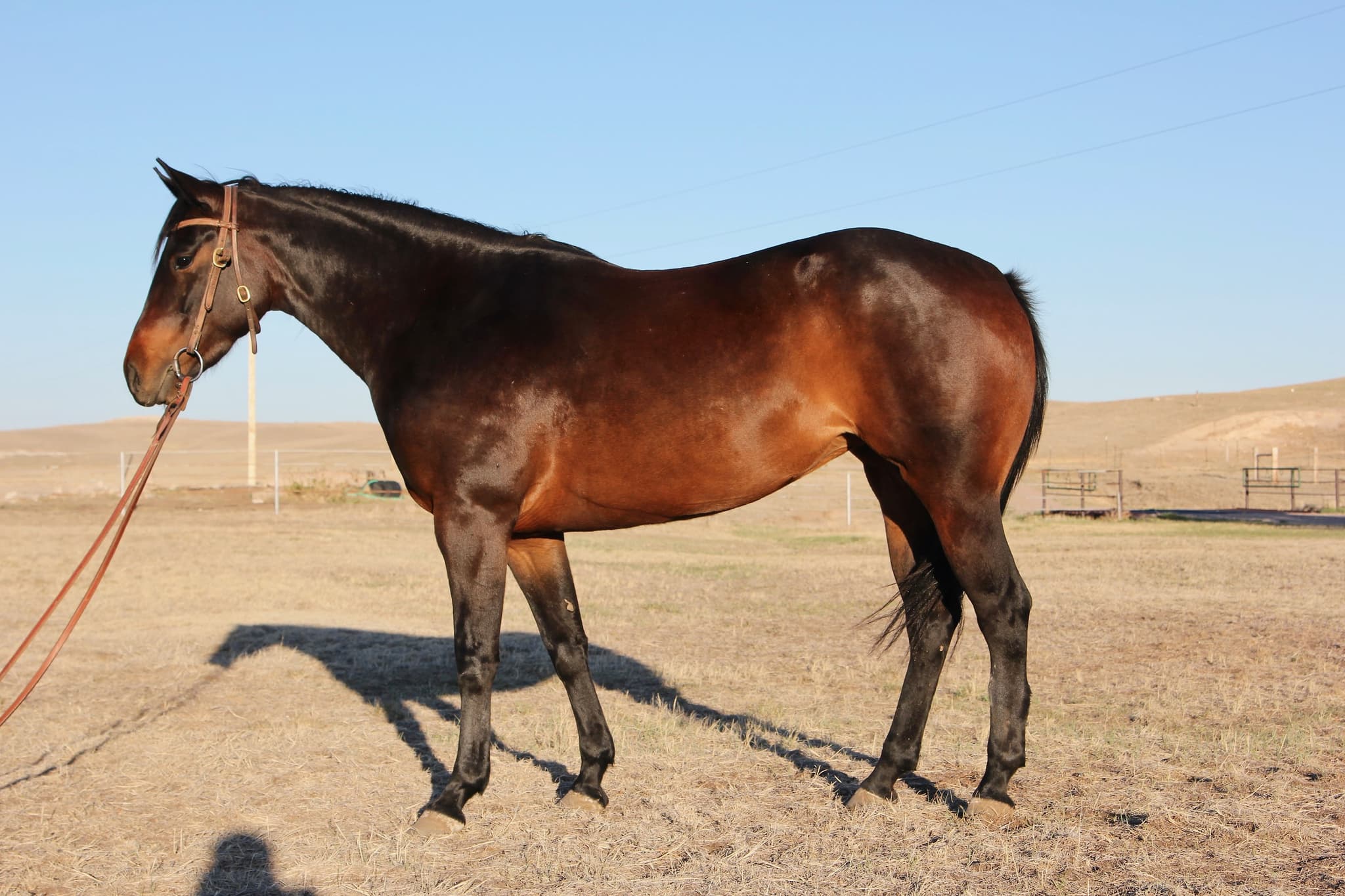 APW PEPPYS LADYSPARK - Image 6