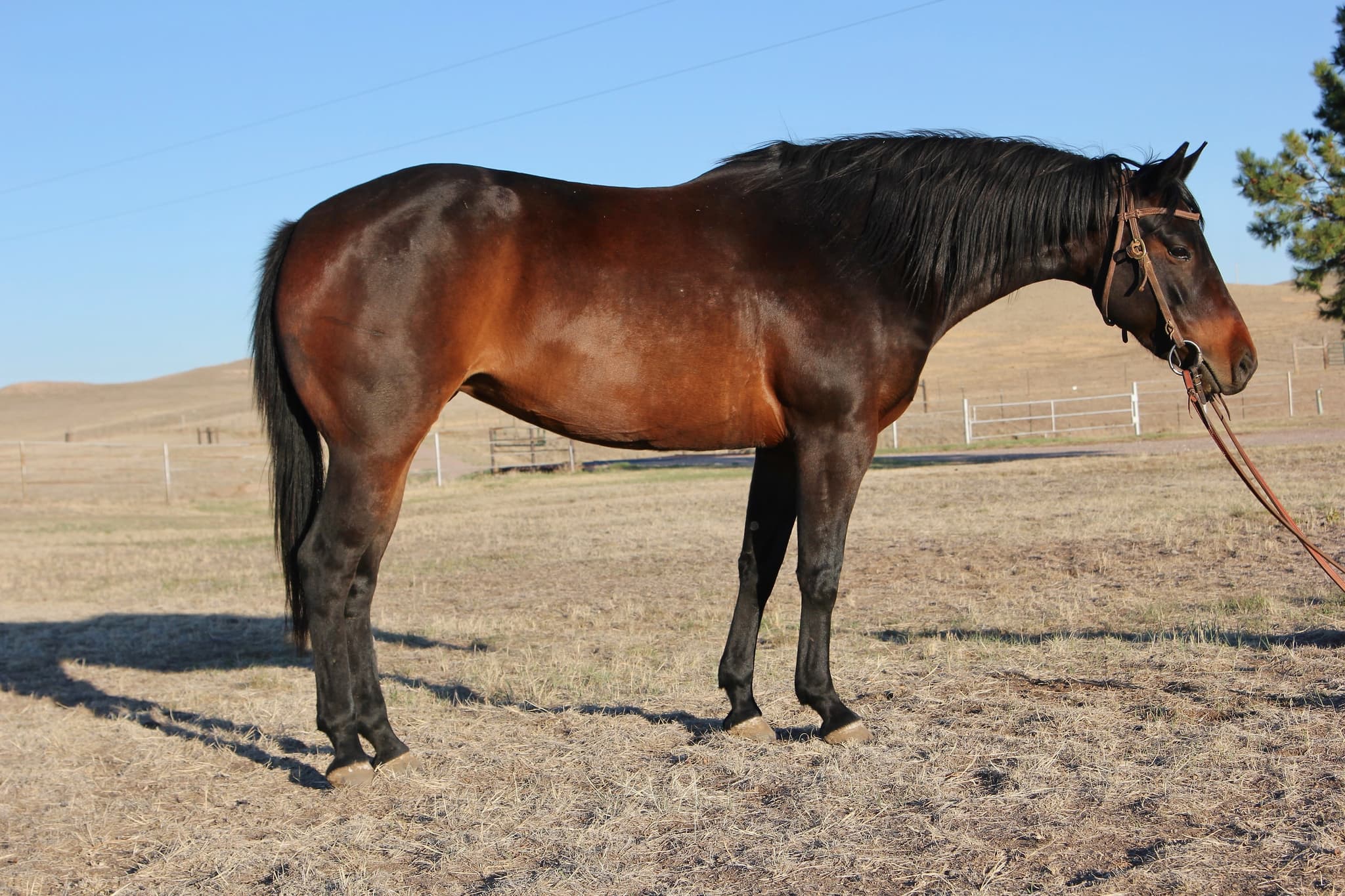 APW PEPPYS LADYSPARK - Image 3