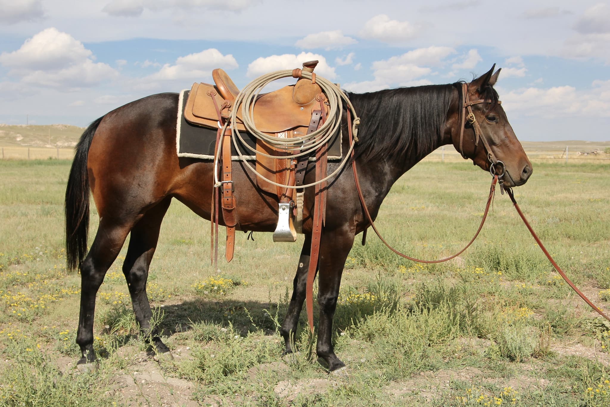 APW PEPPYS LADYSPARK - Image 1