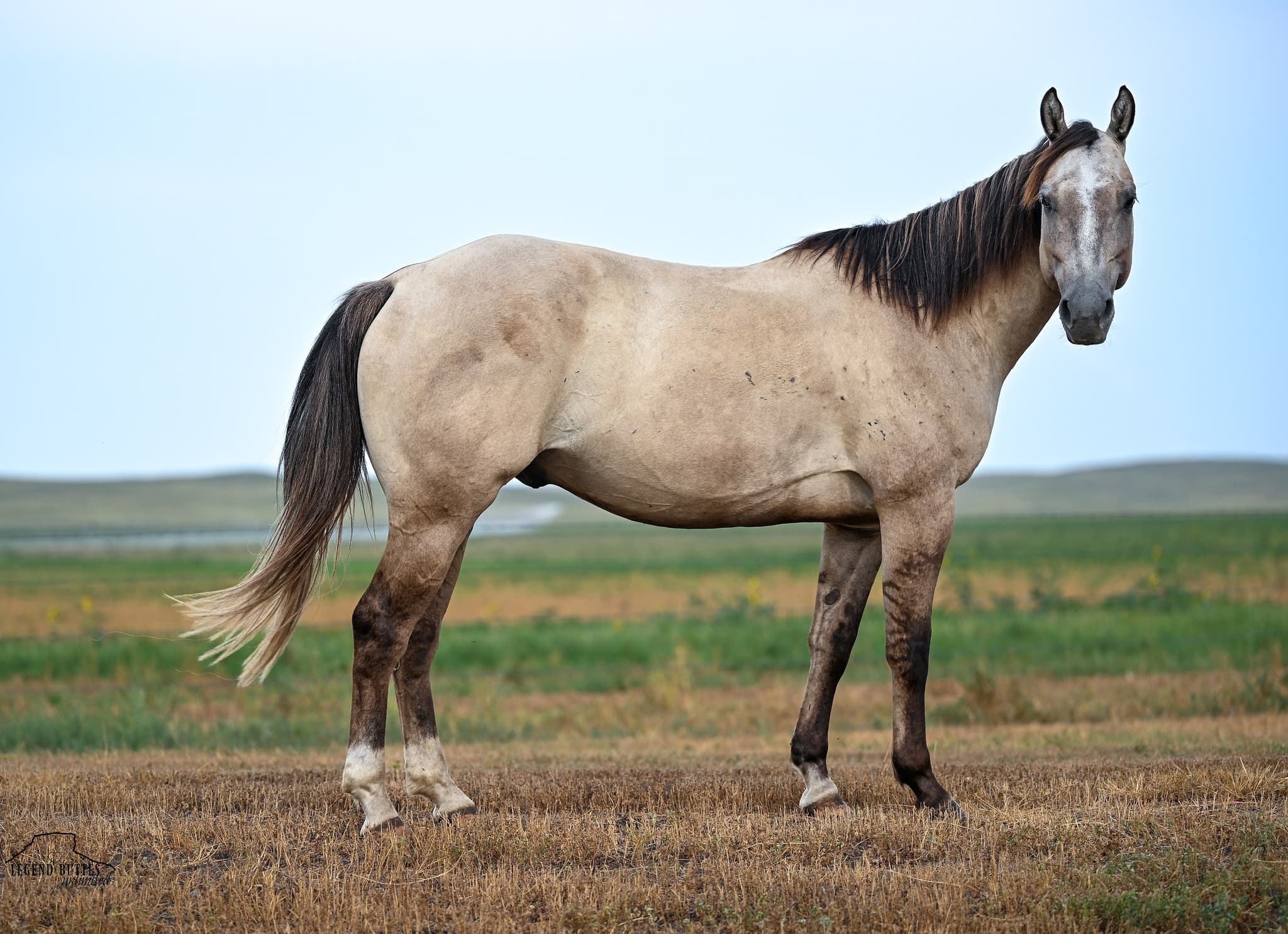 SILVER - Image 15