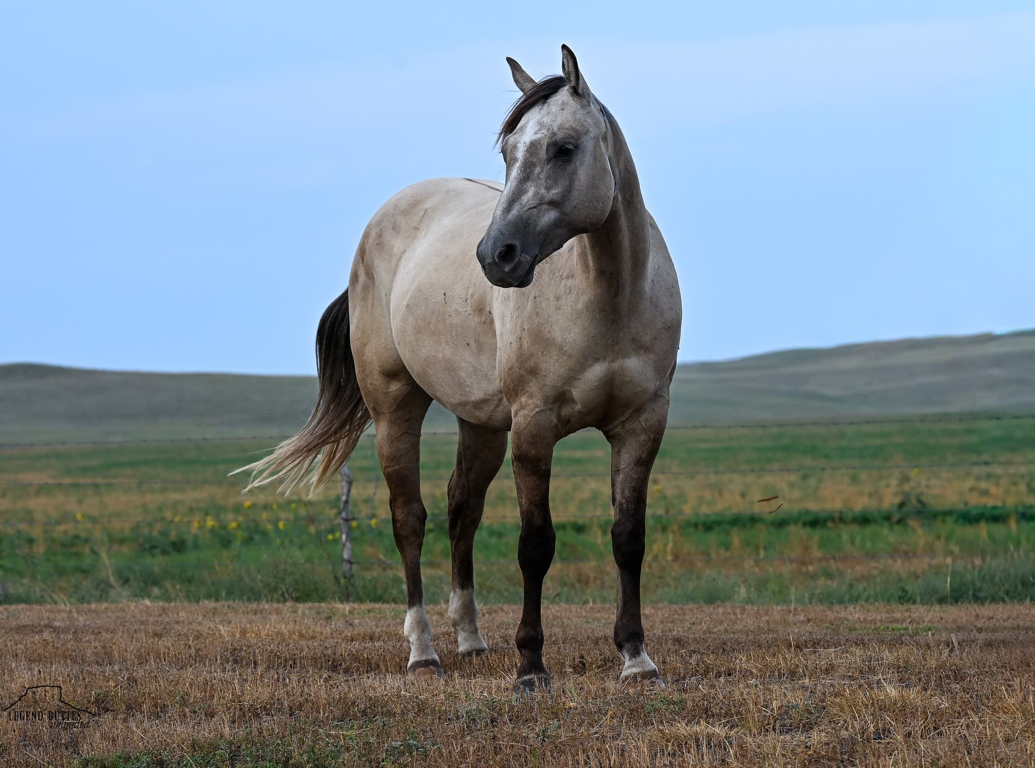SILVER - Image 16