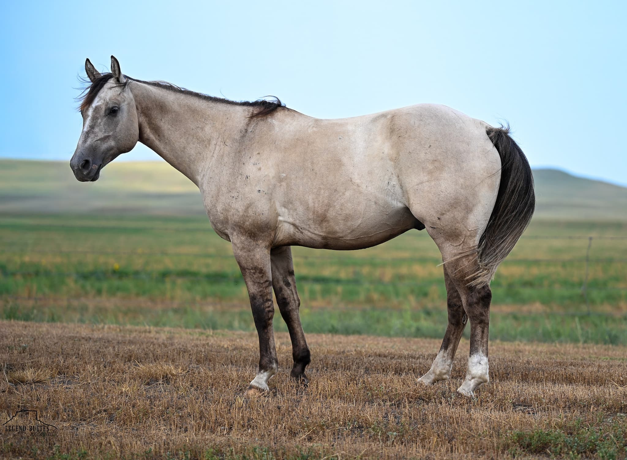 SILVER - Image 14