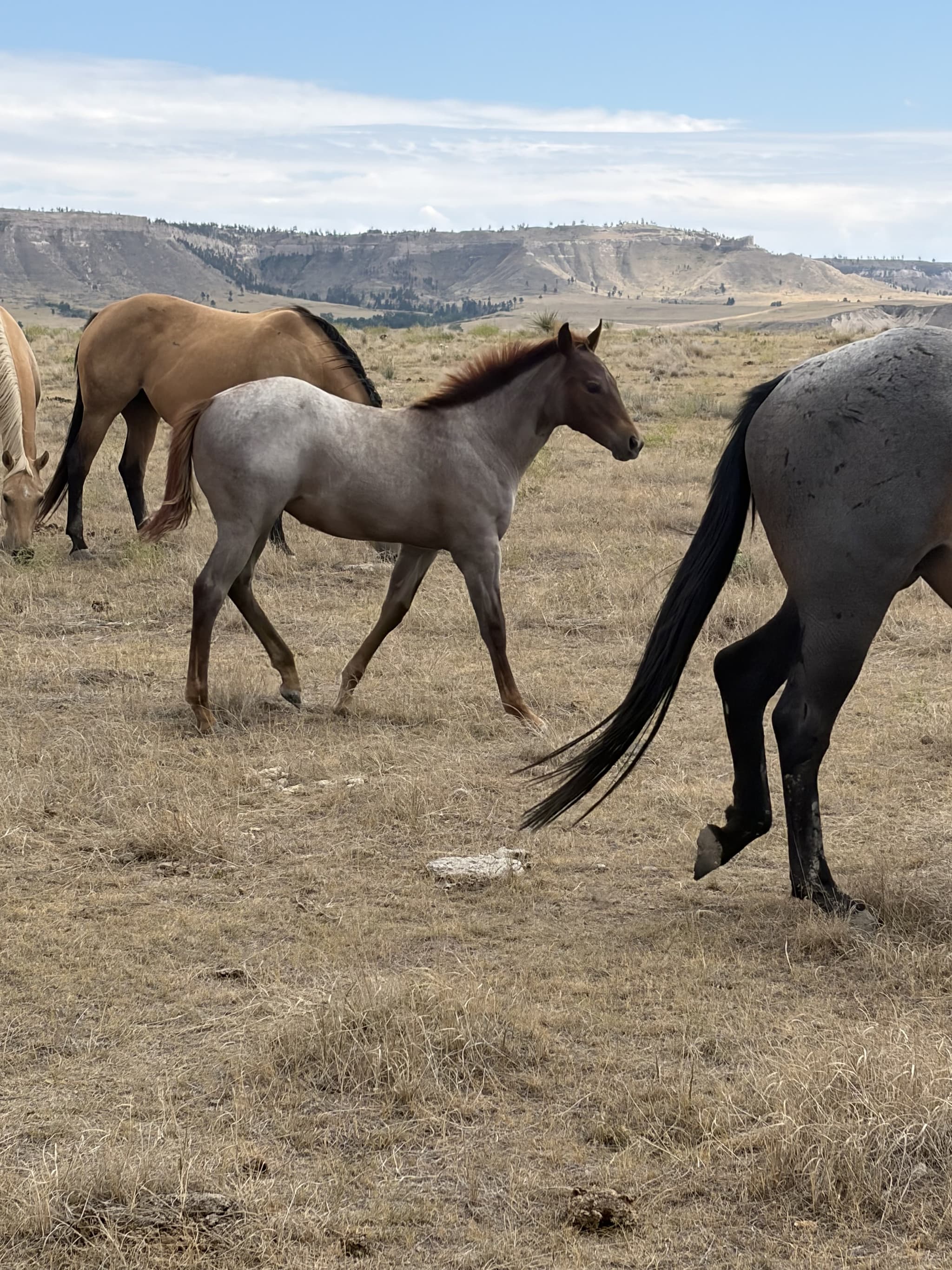 AQHA Pending - Image 3