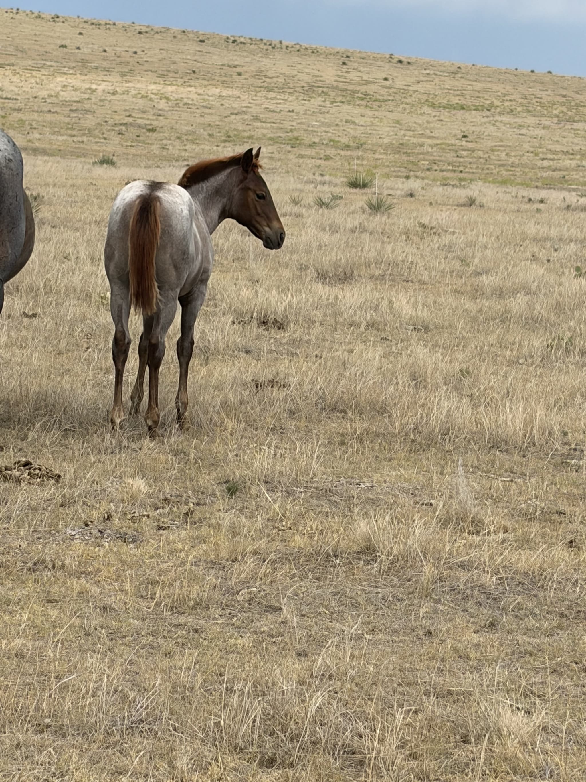 AQHA Pending - Image 2