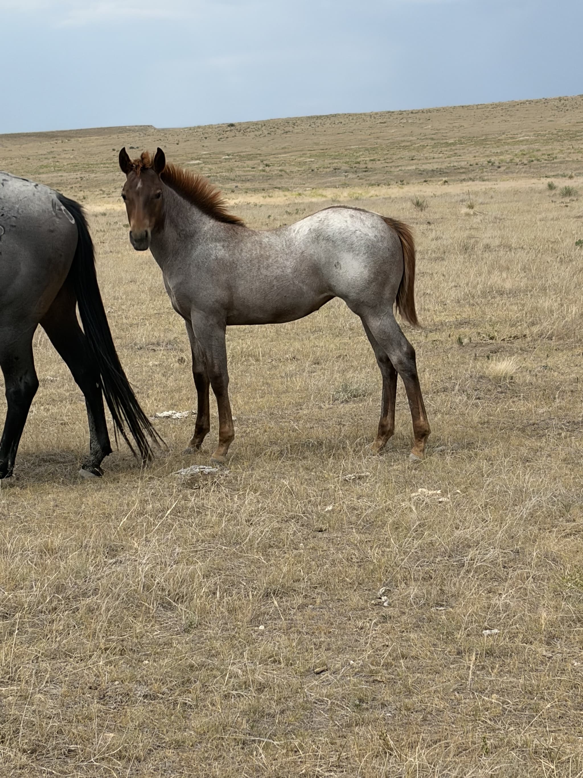 AQHA Pending - Image 1