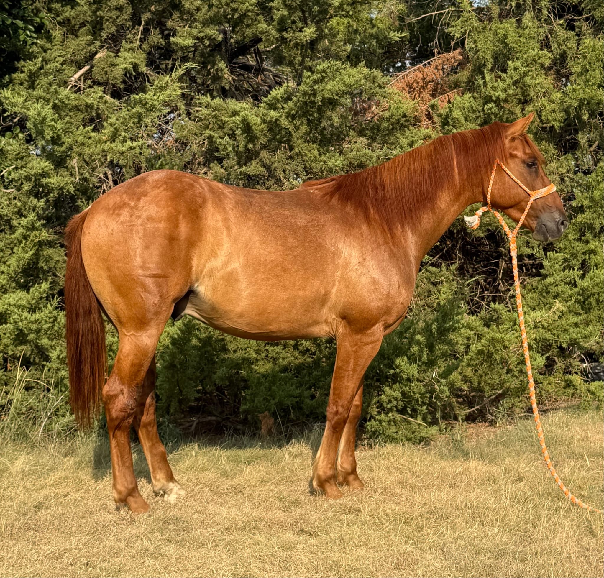 GUNNER - Image 6