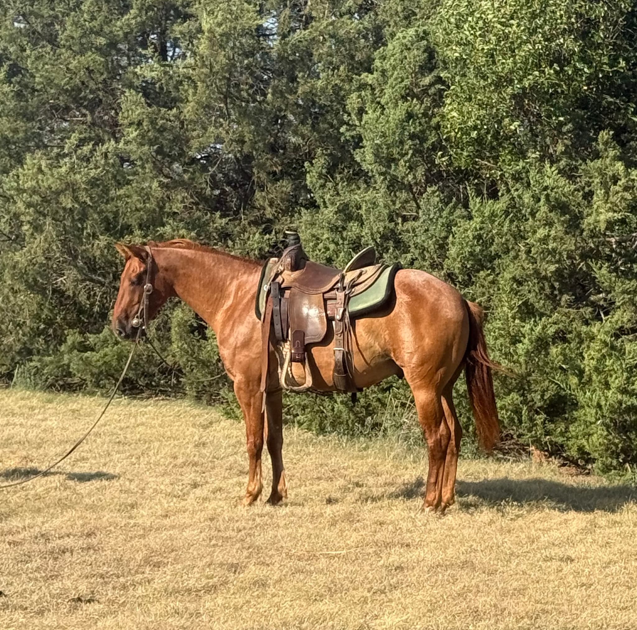 GUNNER - Image 1