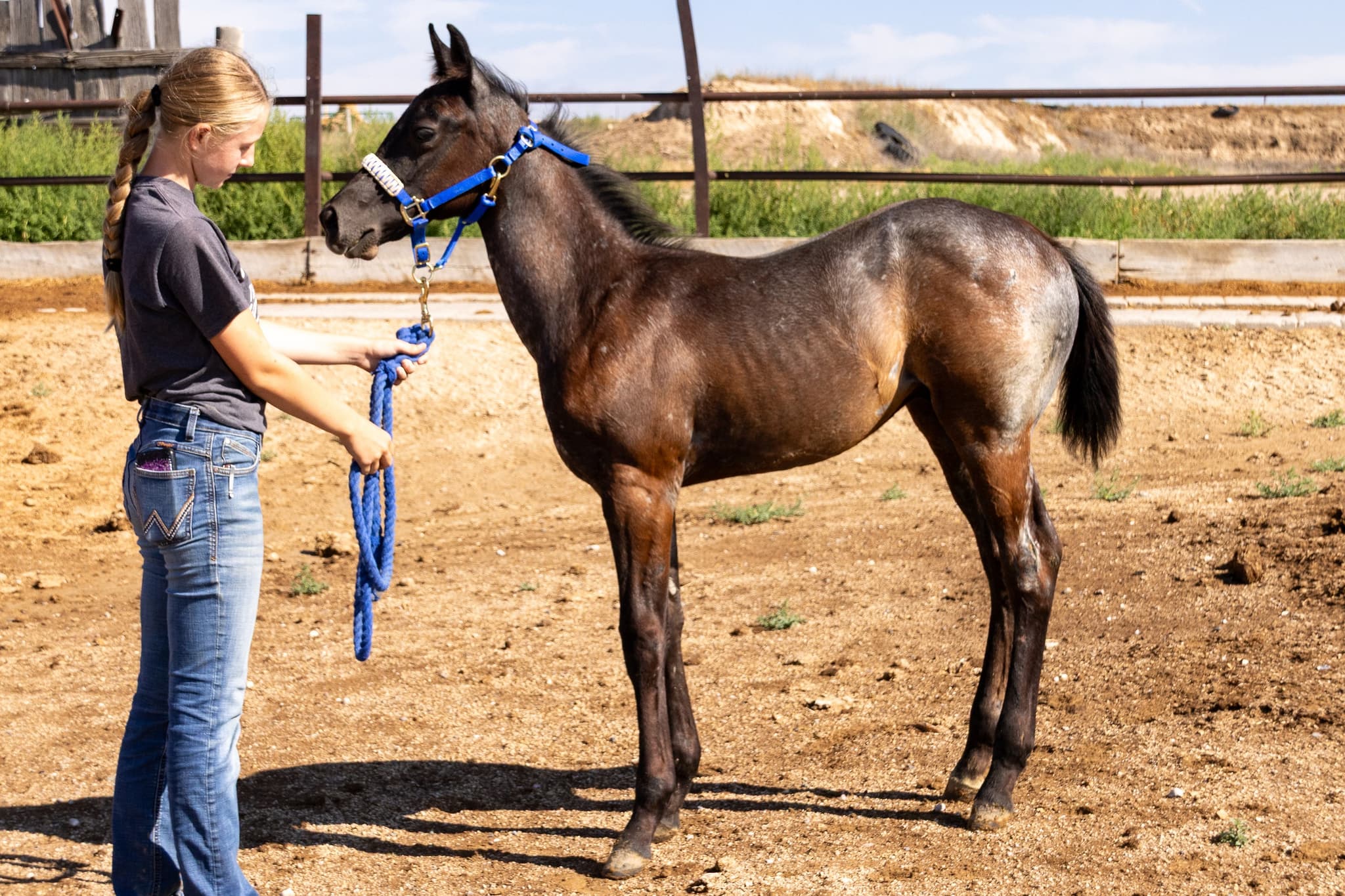 AQHA Pending - Image 2