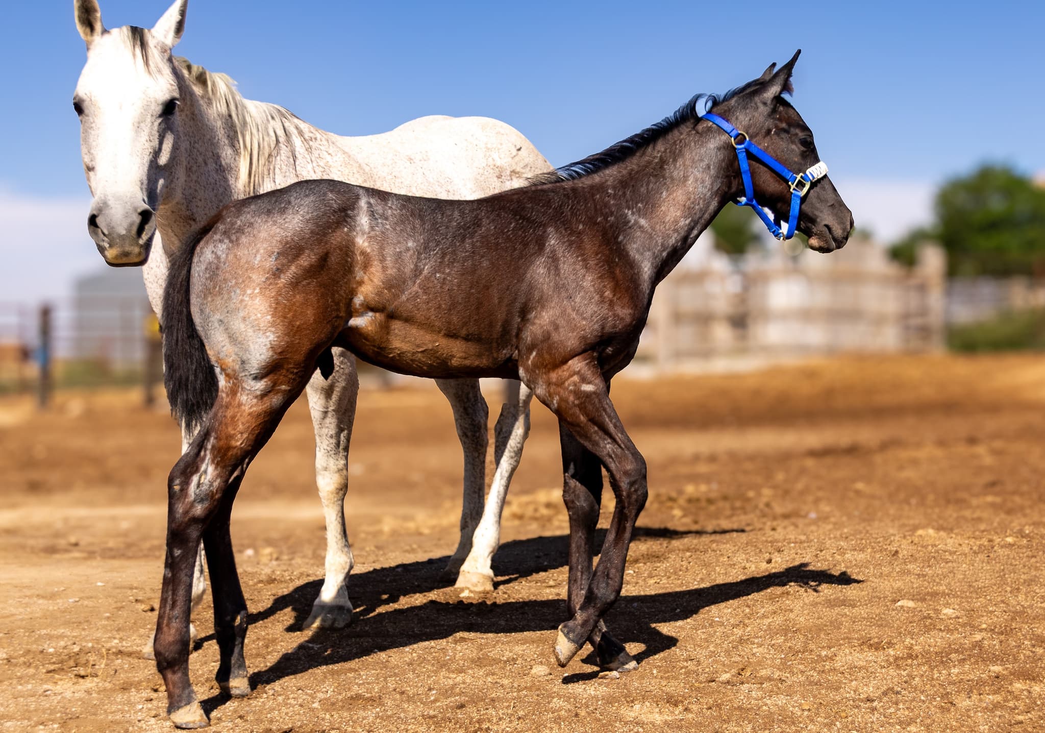 AQHA Pending - Image 3