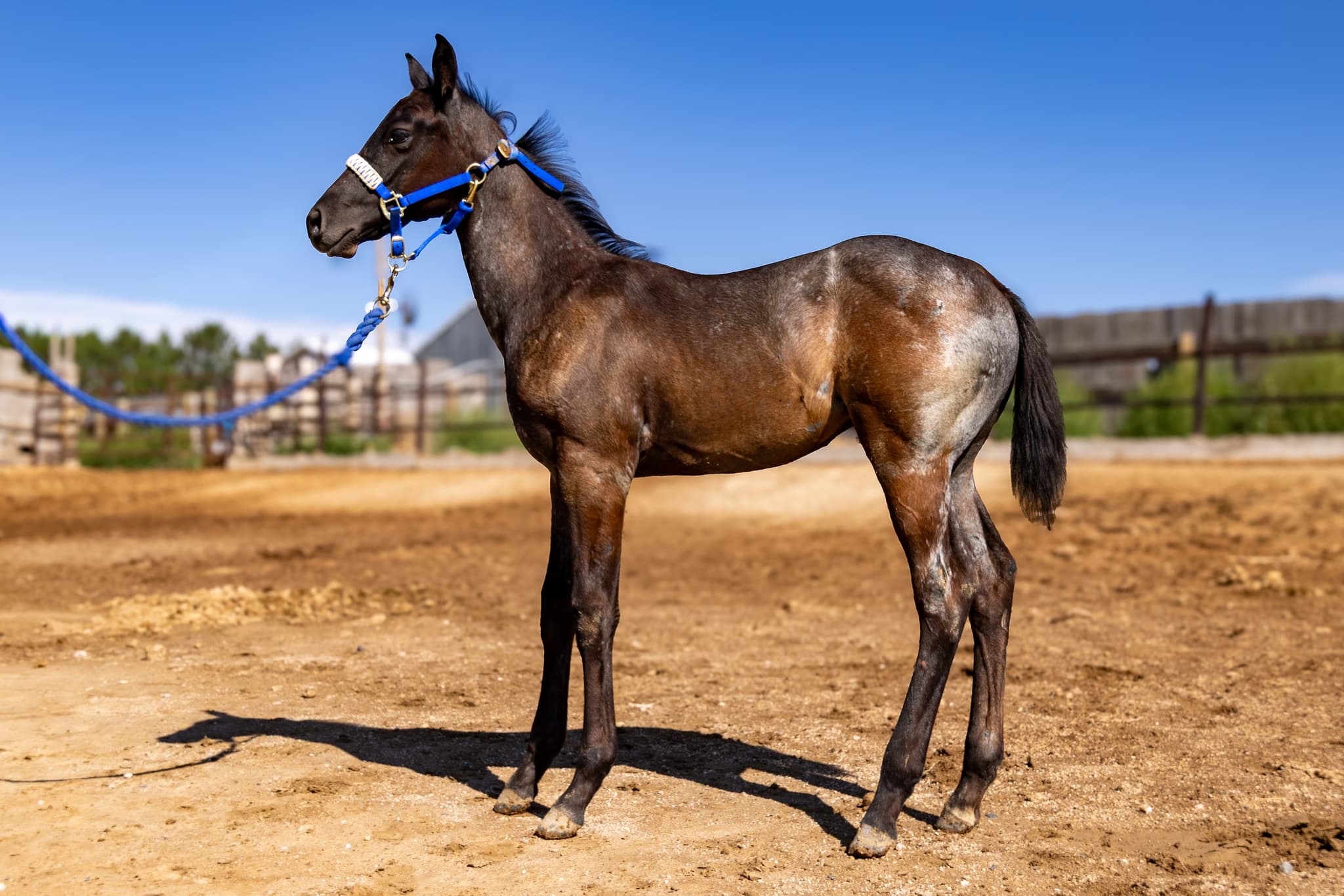 AQHA Pending - Image 1
